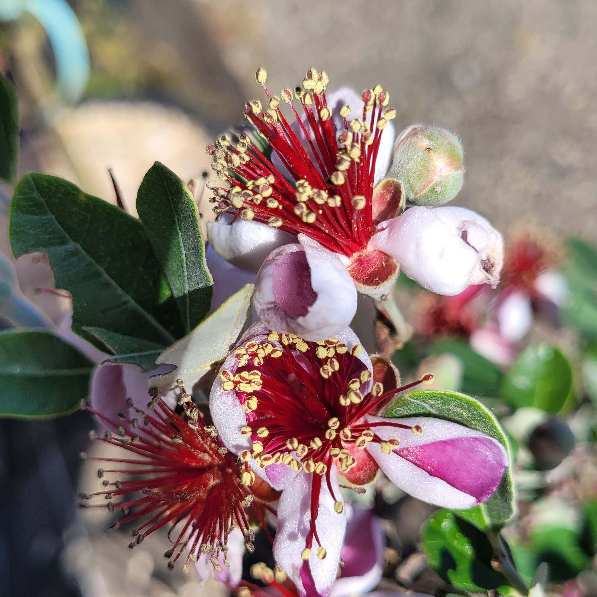 Feijoa sellowiana Arbustes Pepiniere de l Airial