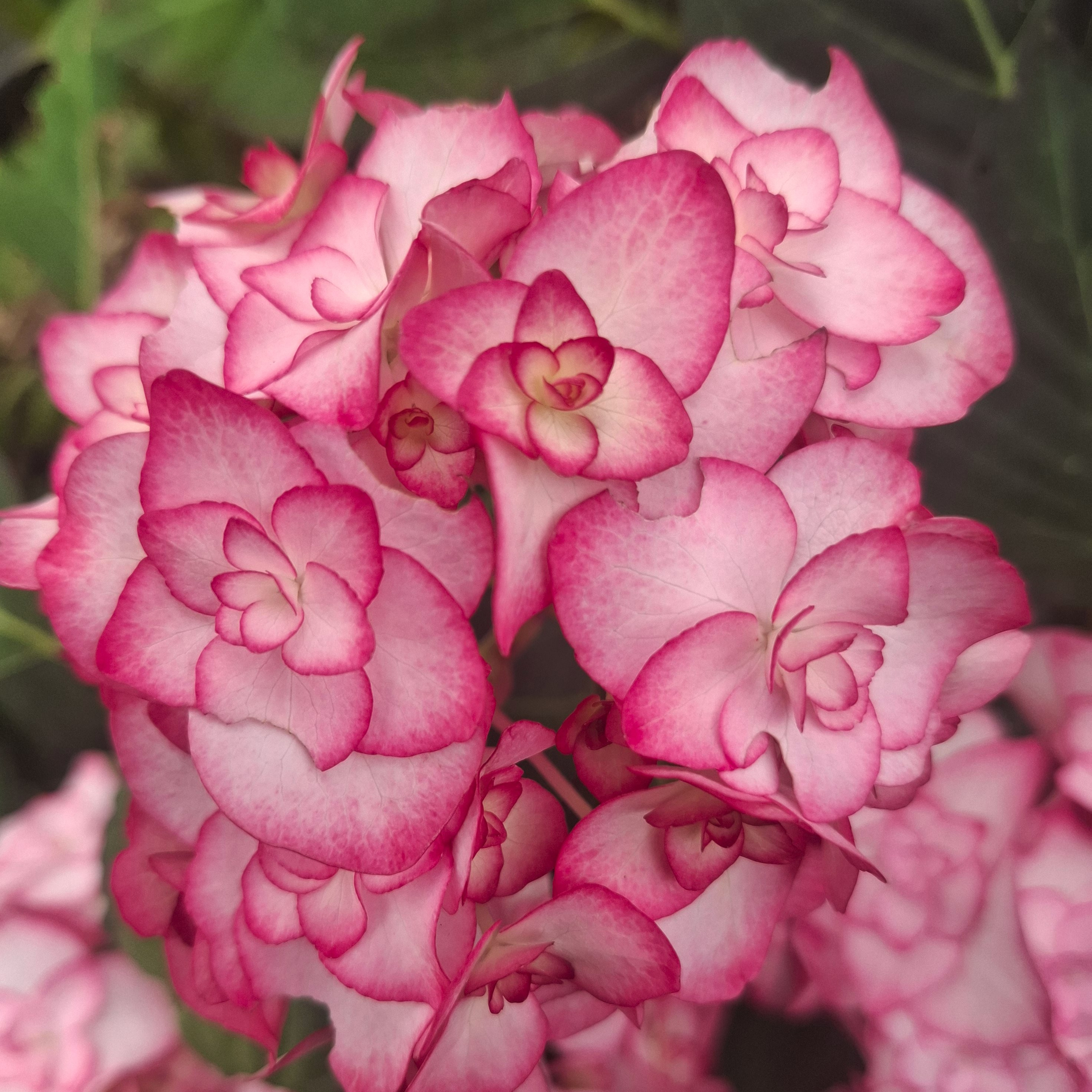 Hortensia Miss Saori Pepiniere de l Airial