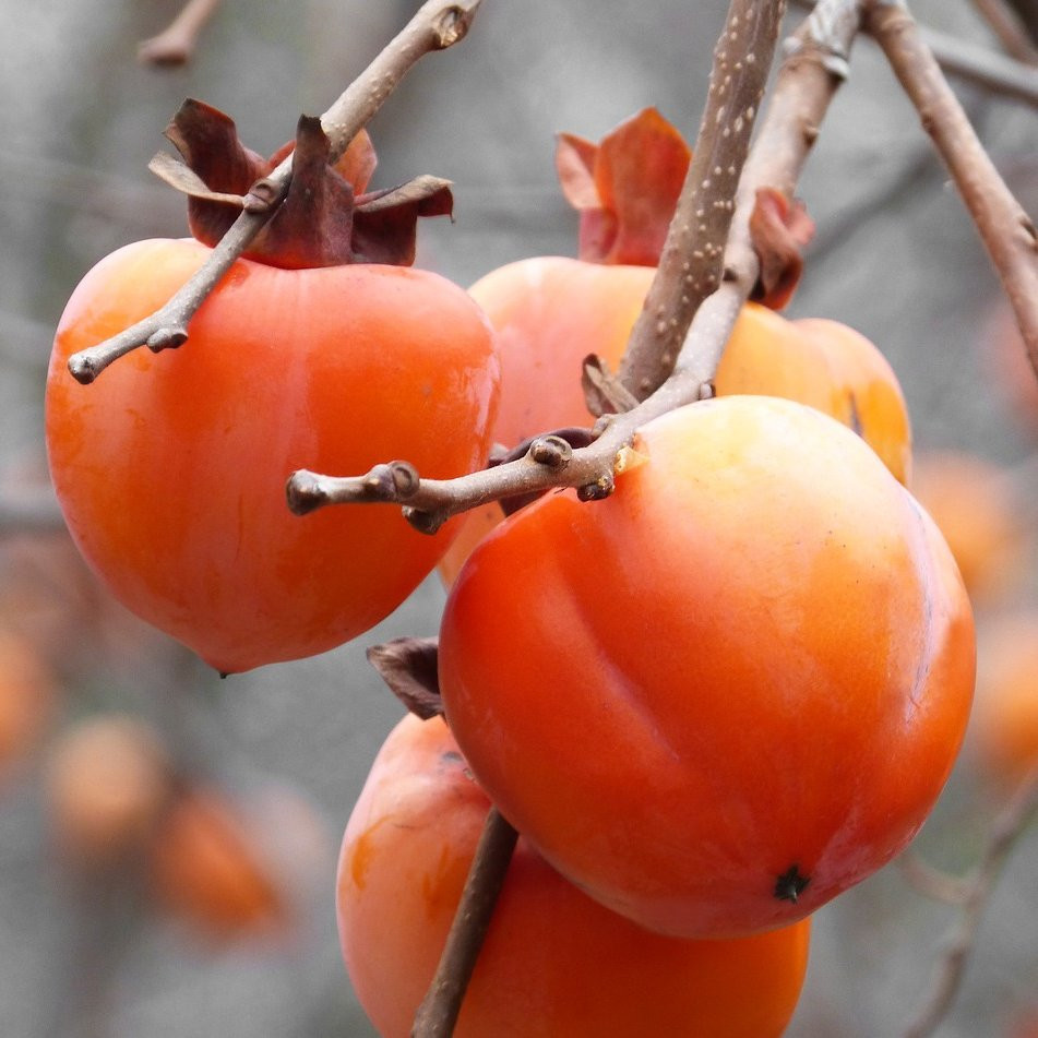 Kaki – Diospyros kaki – Arbre fruitier exotique et rustique