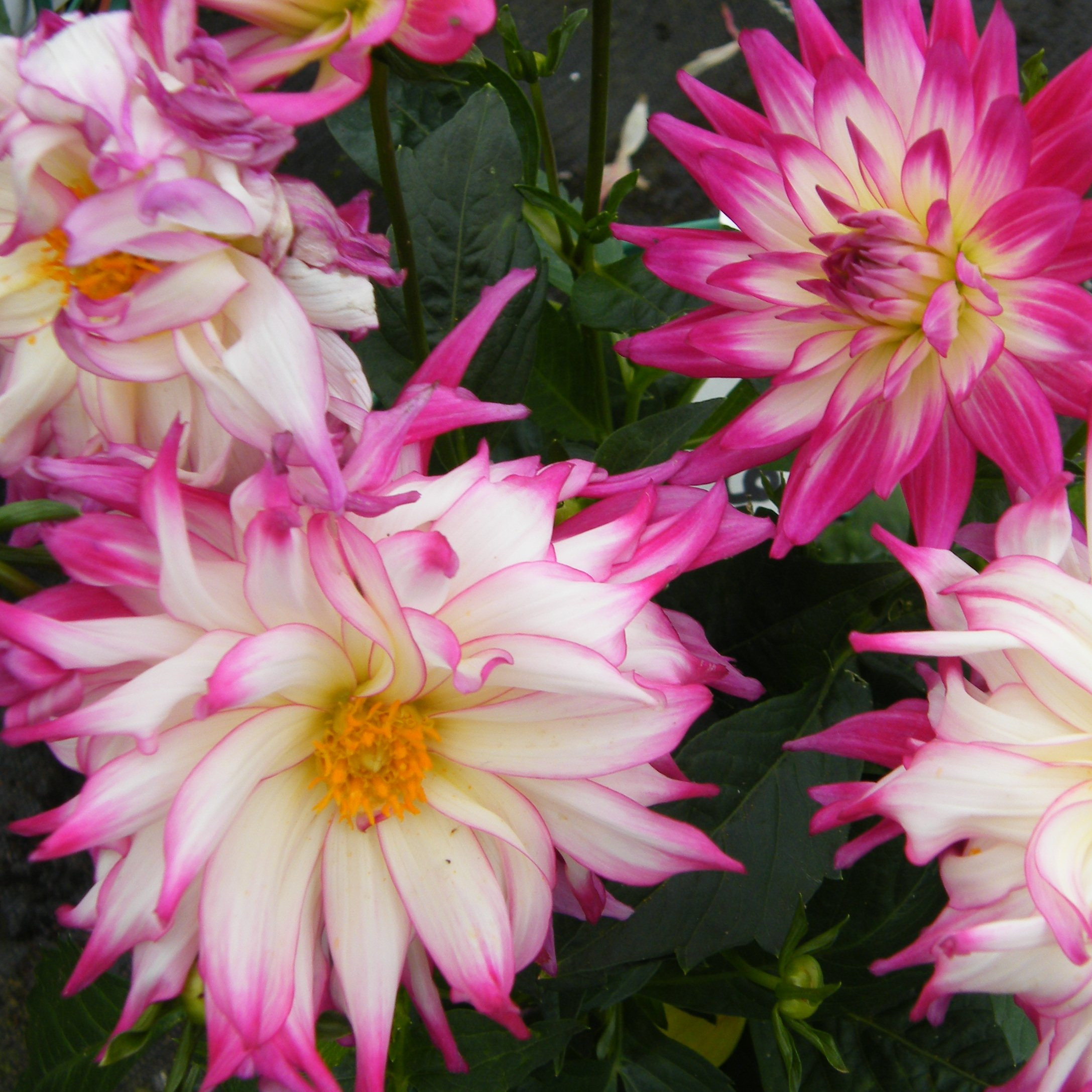 Dahlia Maggiore Vivaces Pepiniere de l Airial