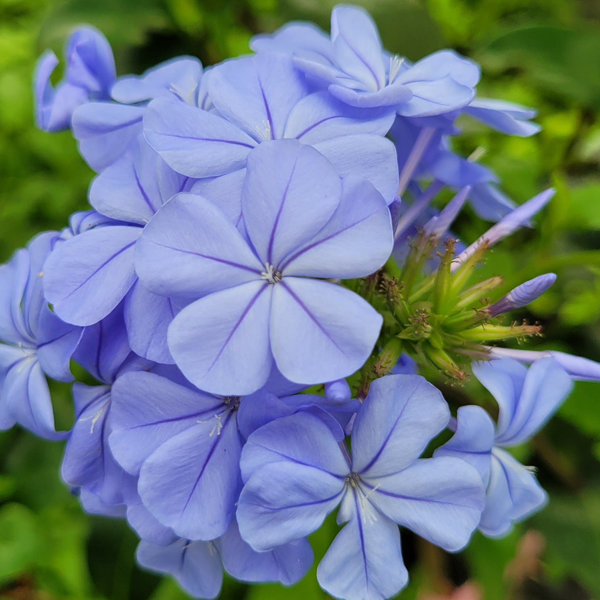 Plumbago Plantes grimpantes Pepiniere de l Airial