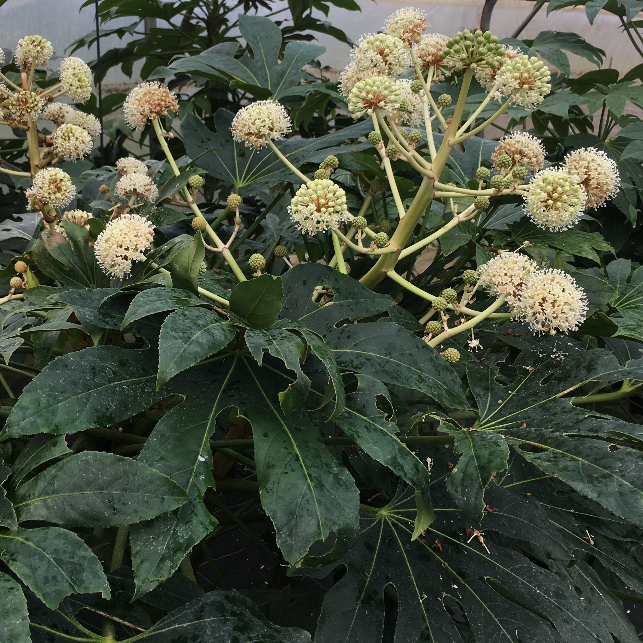 Aralia Japonica Pepiniere de l Airial