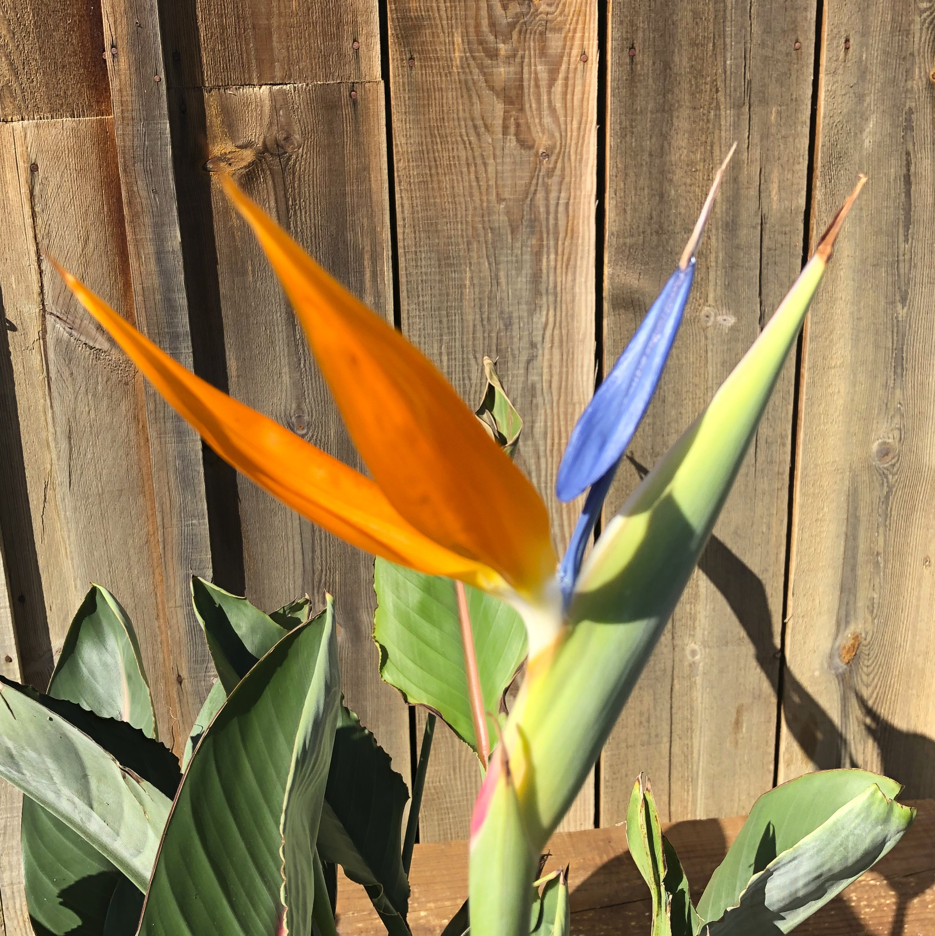 Oiseau du paradis – Strelitzia reginae – Plante exotique à fleurs spectaculaires