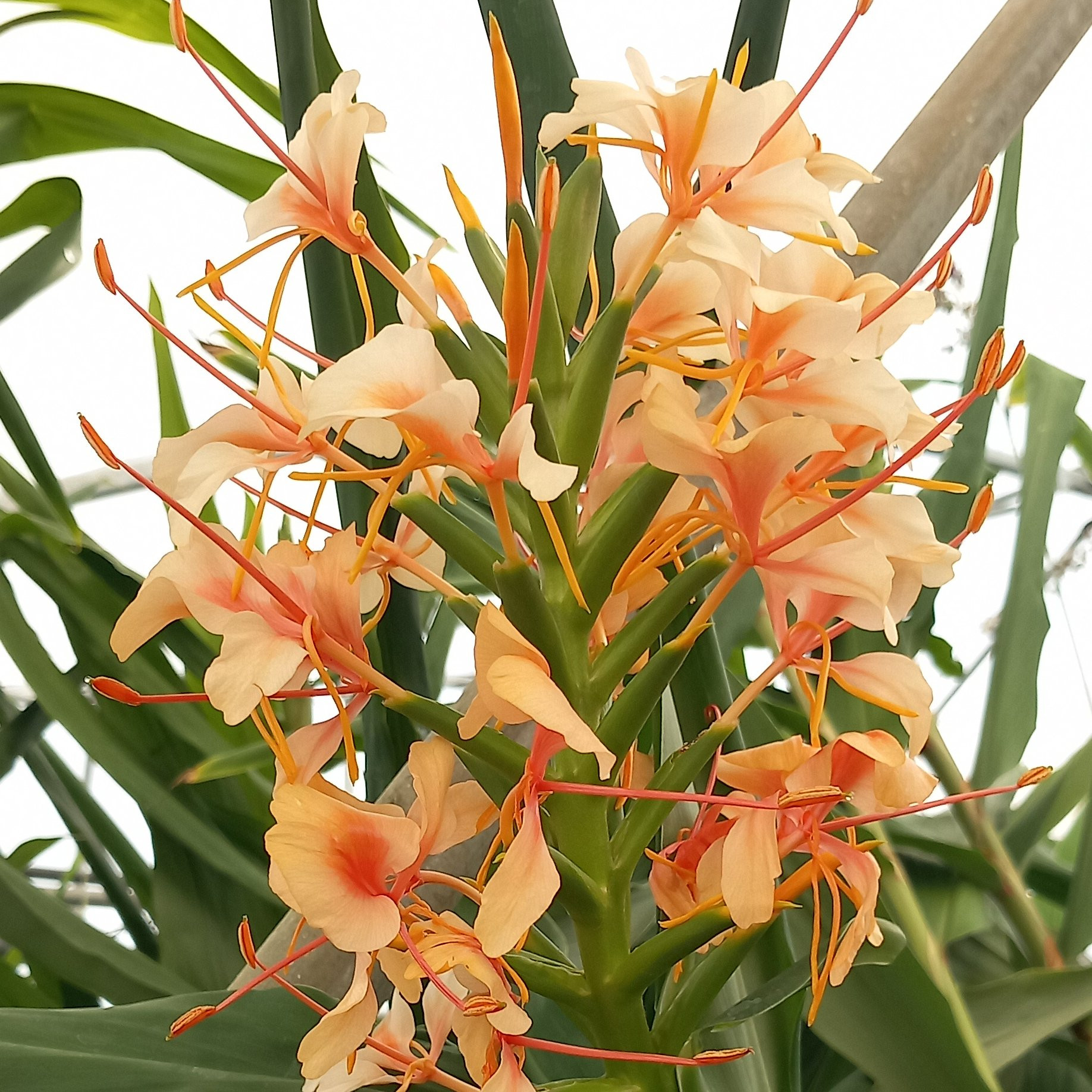 Gingembre ornemental Coronarium Pepiniere de l Airial