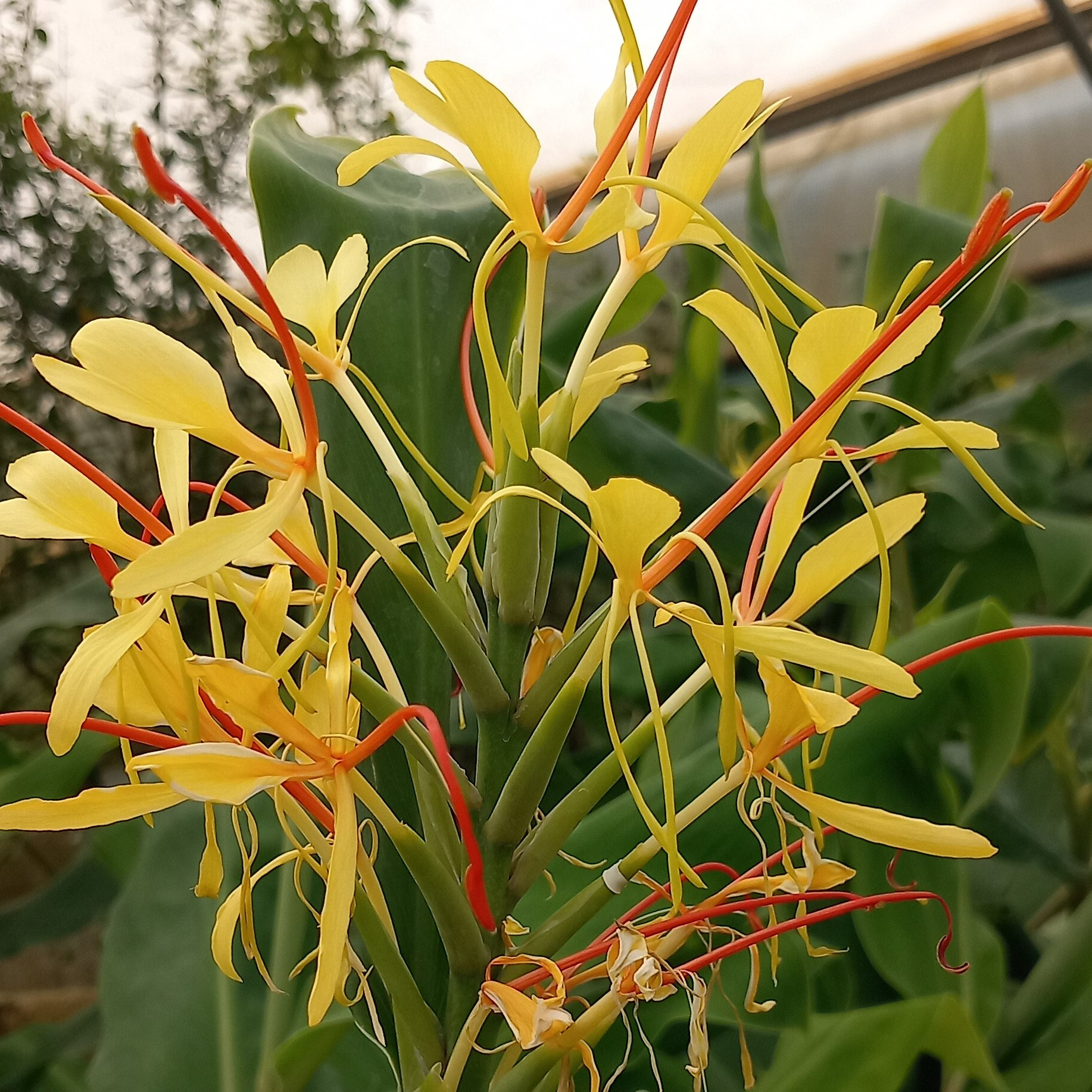 Gingembre ornemental Gardenarium Pepiniere de l Airial