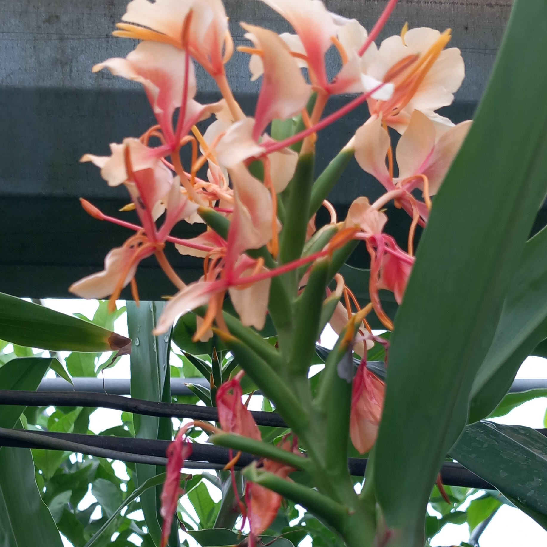 Gingembre ornemental pink V Pepiniere de l Airial