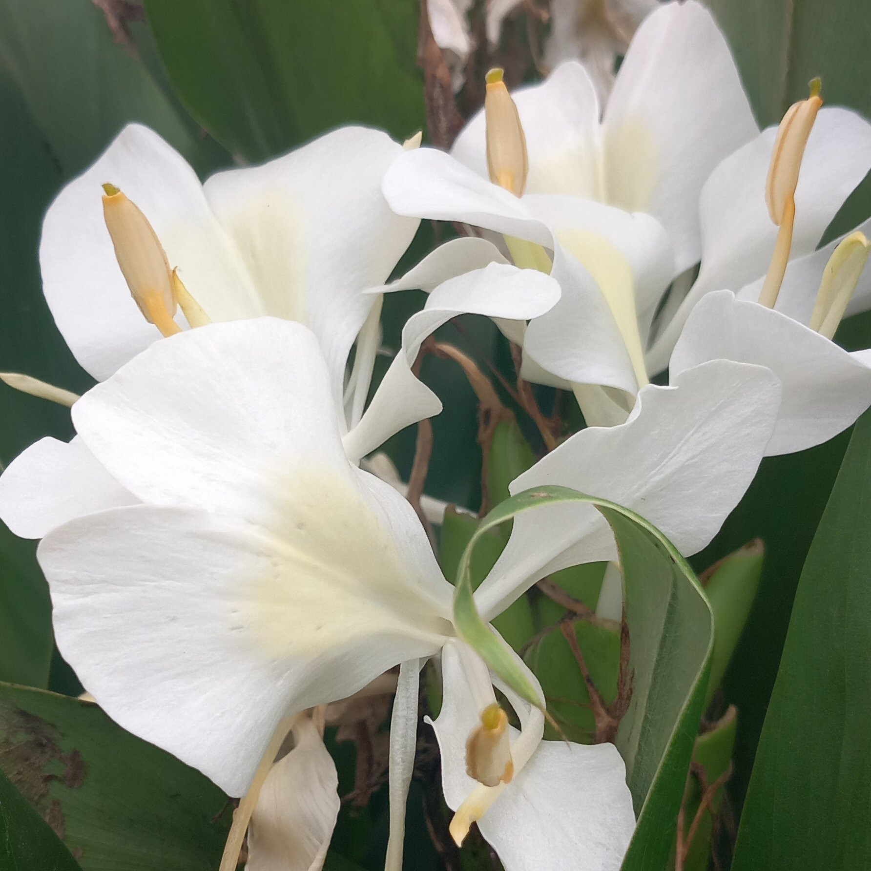 Gingembre ornemental Coronarium Pepiniere de l Airial