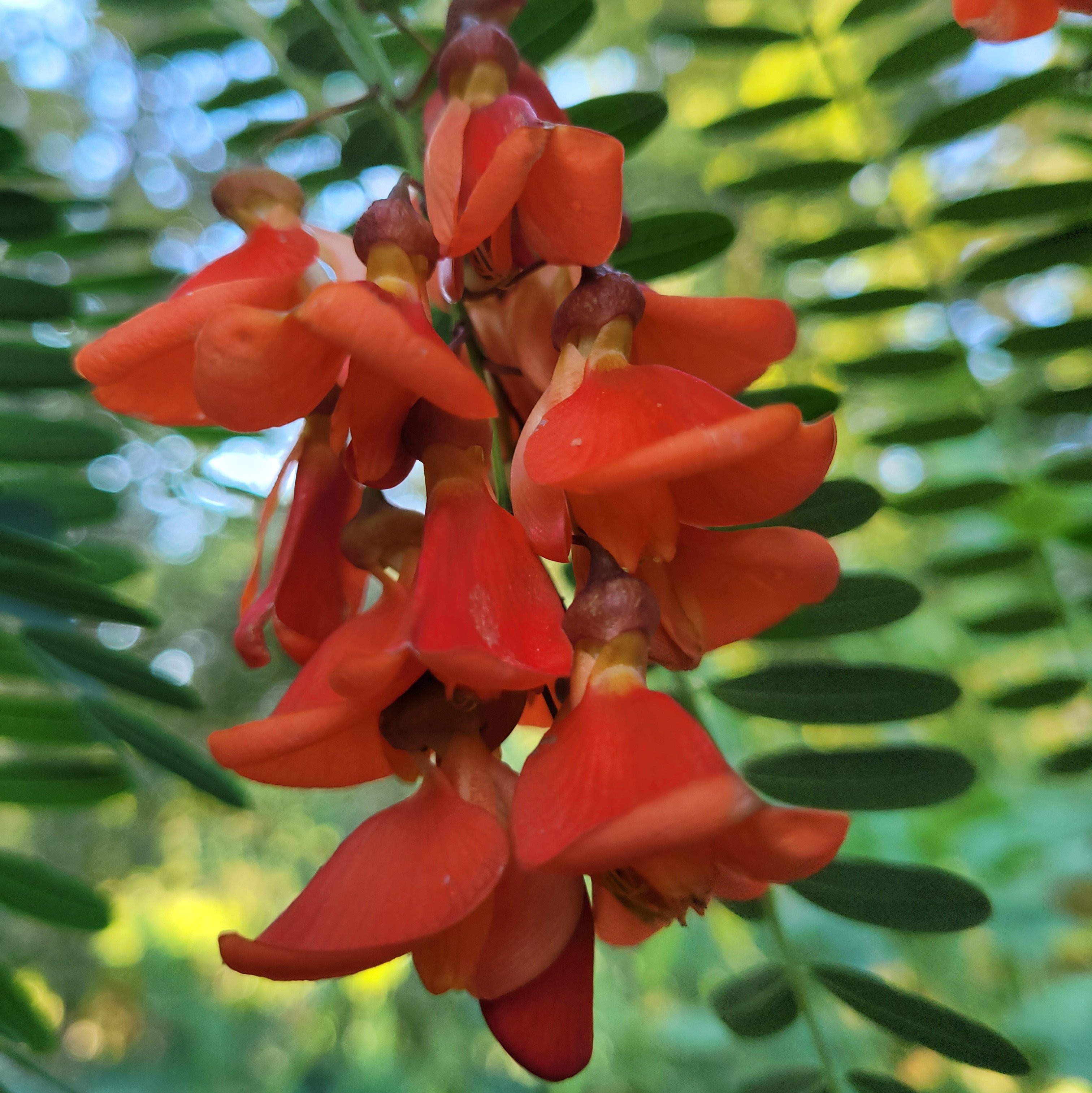 Sesbania Punicea Pepiniere de l Airial