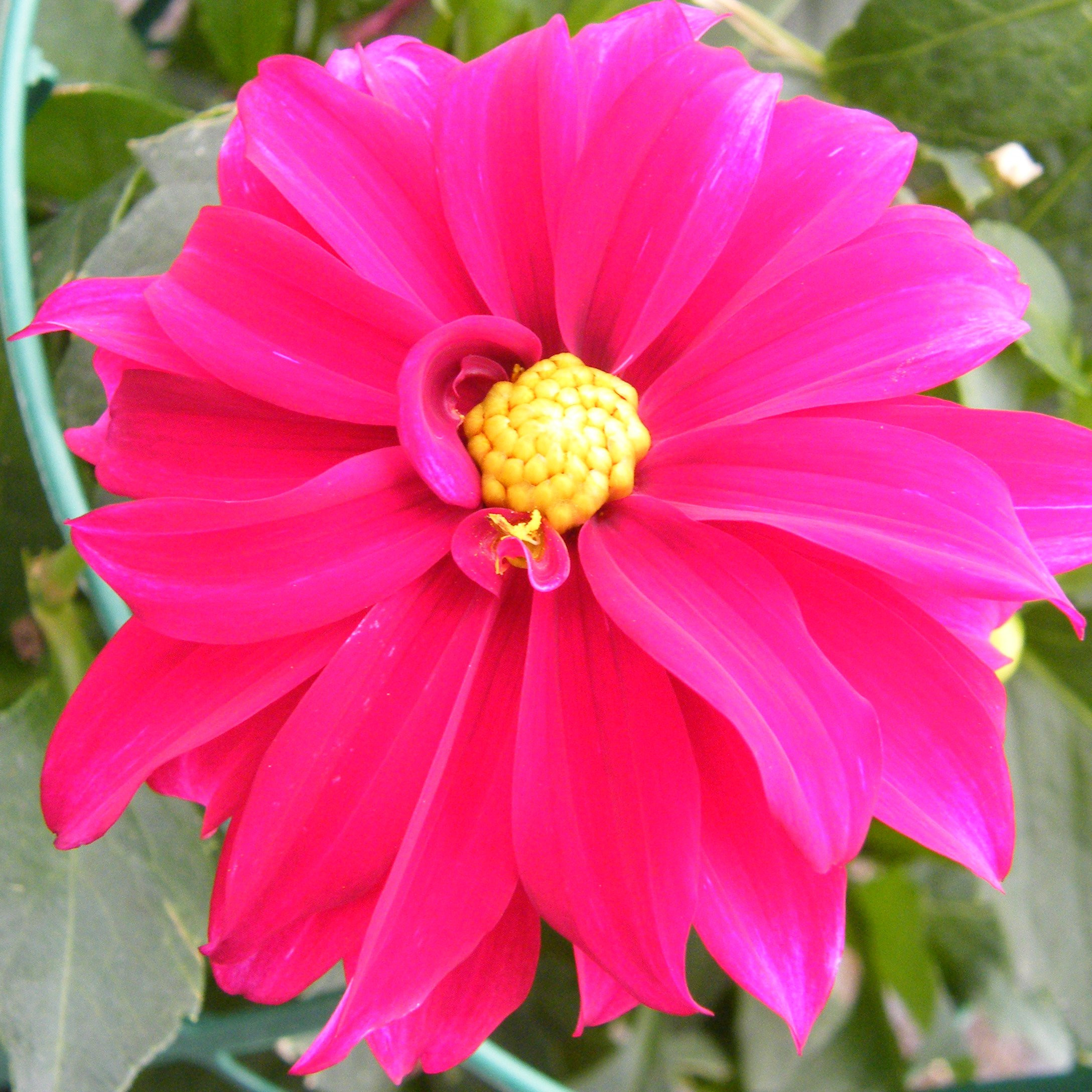 Dahlia Maggiore Vivaces Pepiniere de l Airial