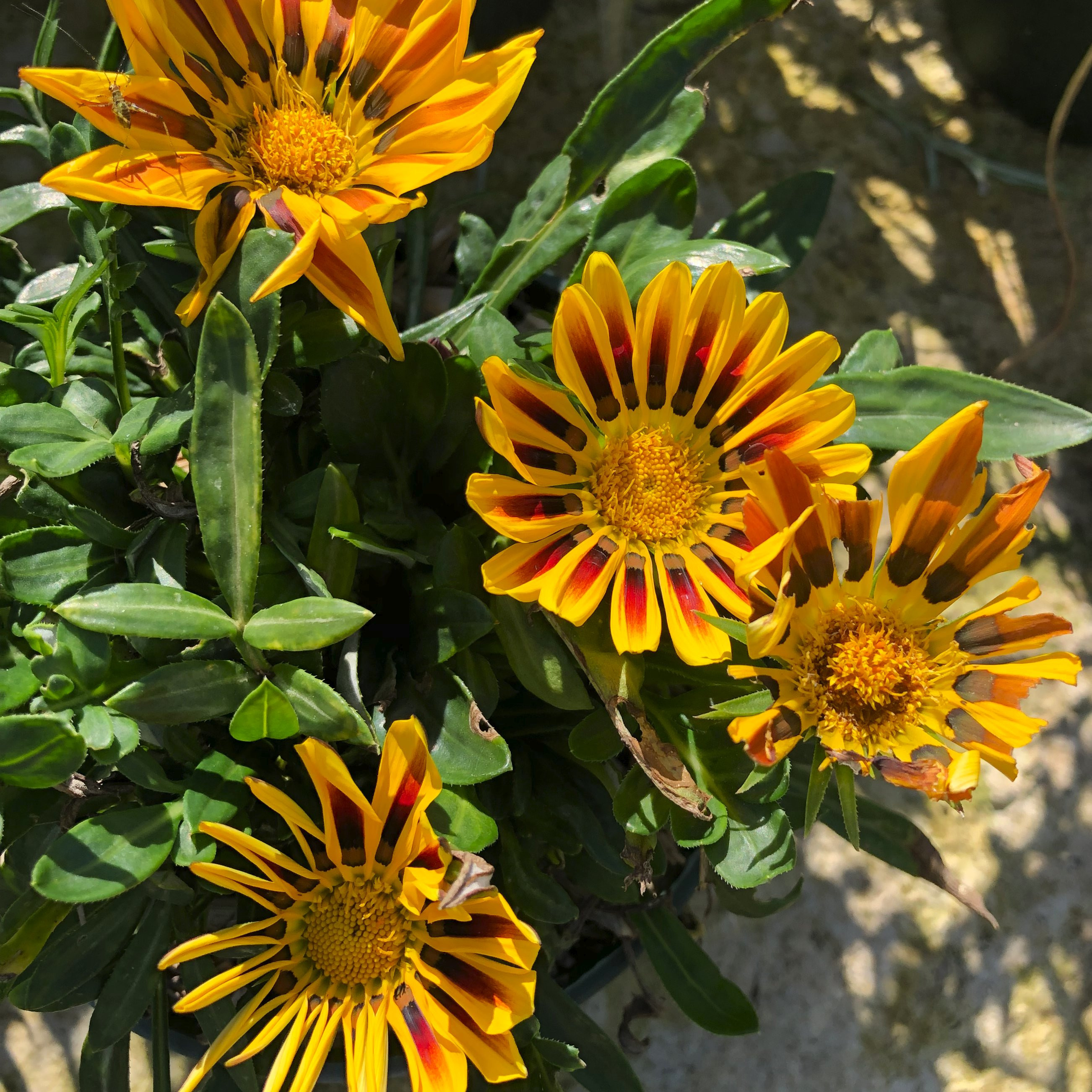 Gazania Vivaces Pepiniere de l Airial