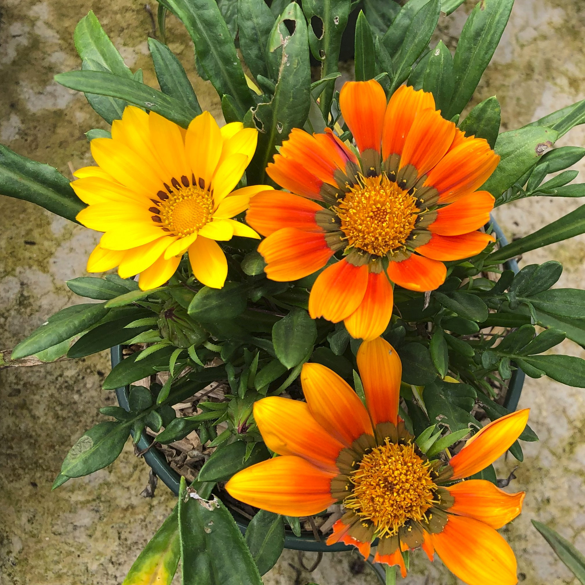 Gazania Vivaces Pepiniere de l Airial