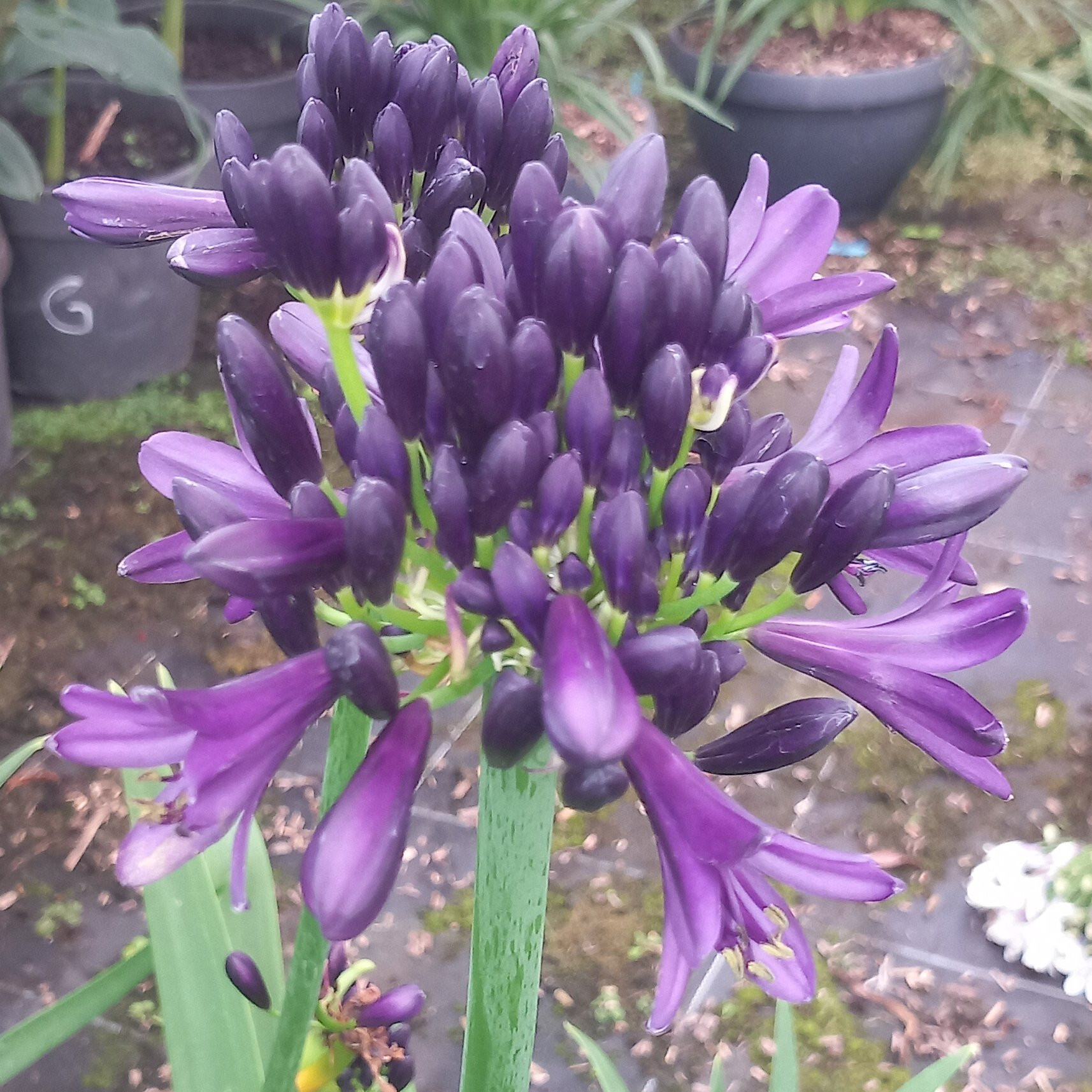 Agapanthe Black jack Vivaces Pepiniere de l Airial