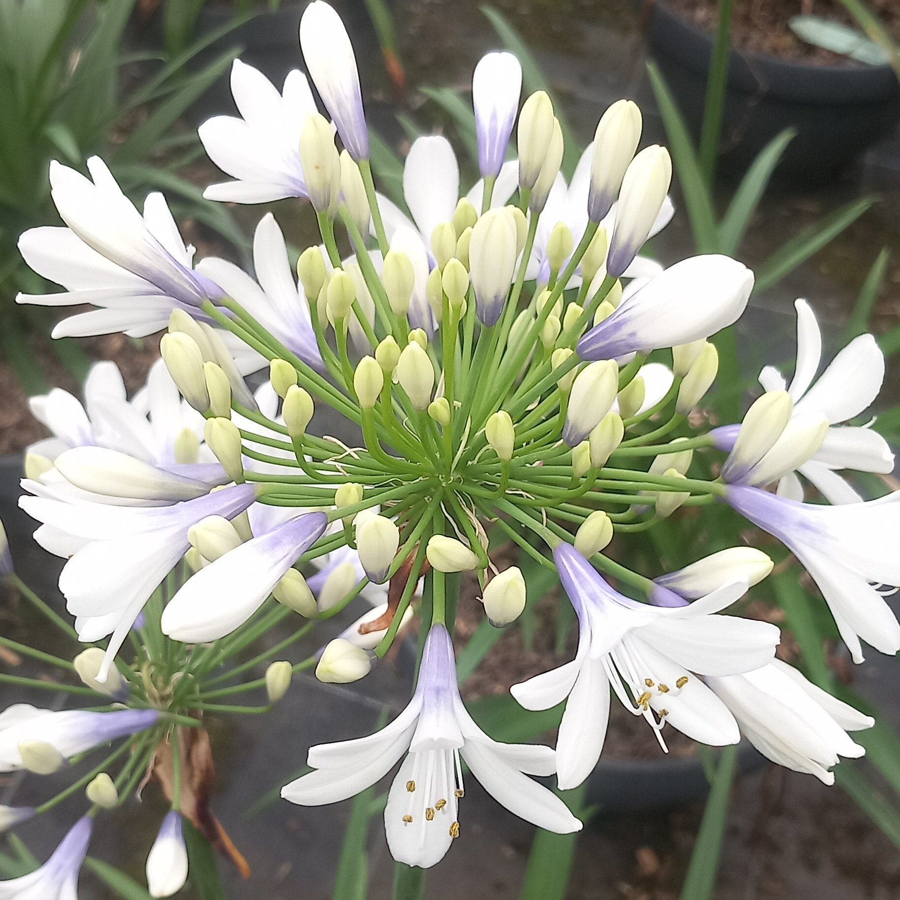 Agapanthe Twister Vivaces Pepiniere de l Airial