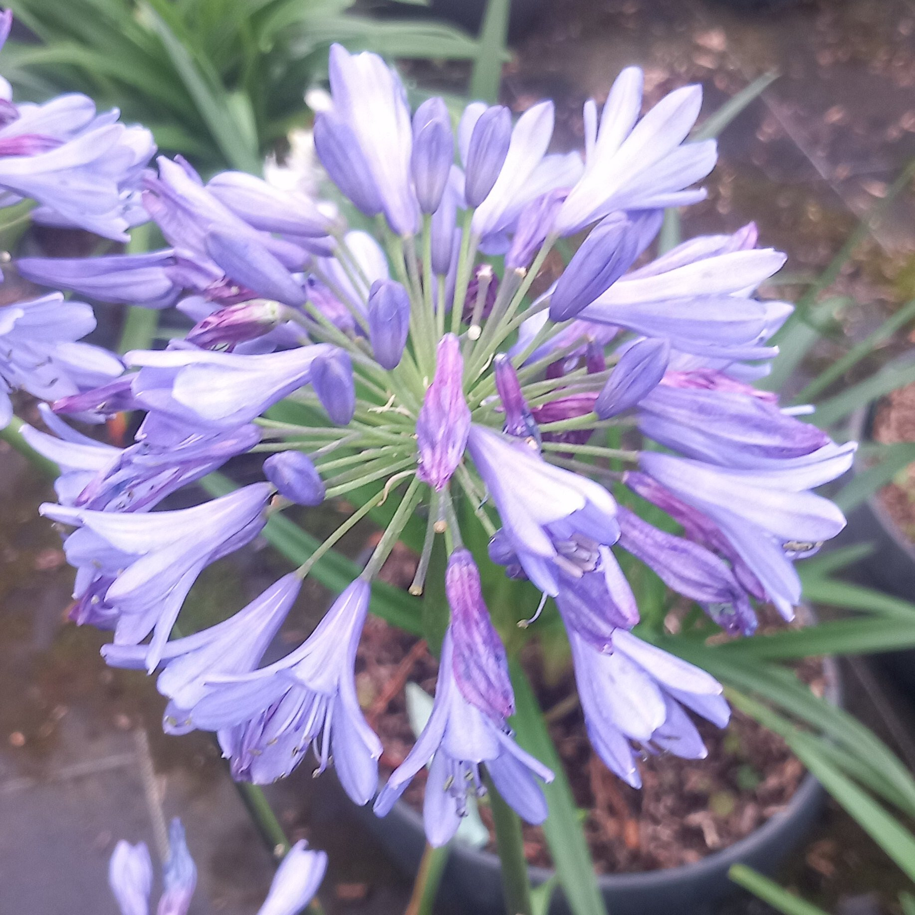 Agapanthe Crystal blue Vivaces Pepiniere de l Airial