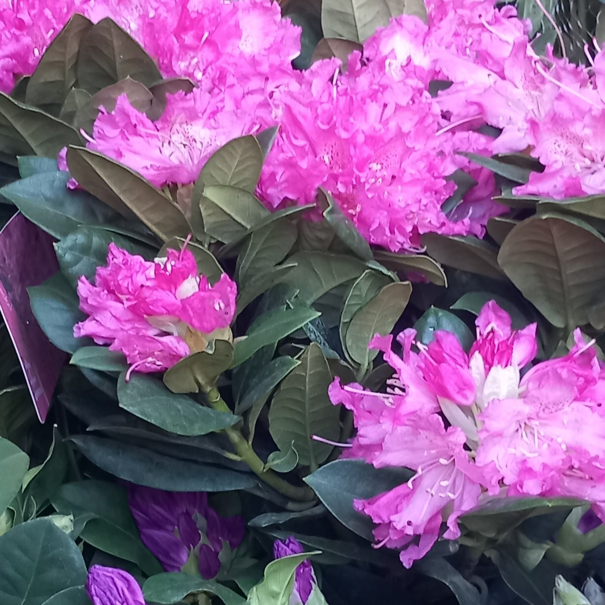 Rhododendron Pepiniere de l Airial