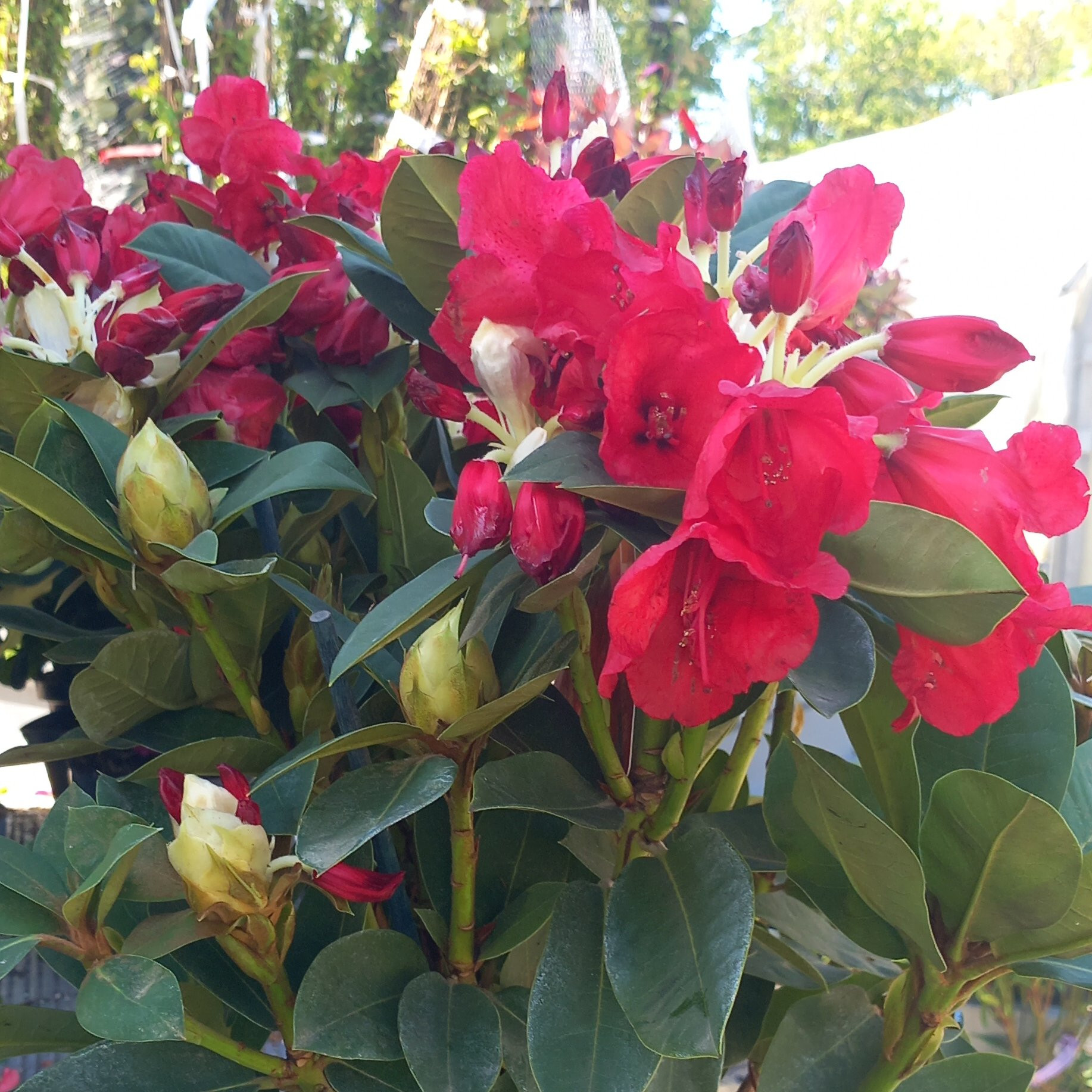Rhododendron Pepiniere de l Airial