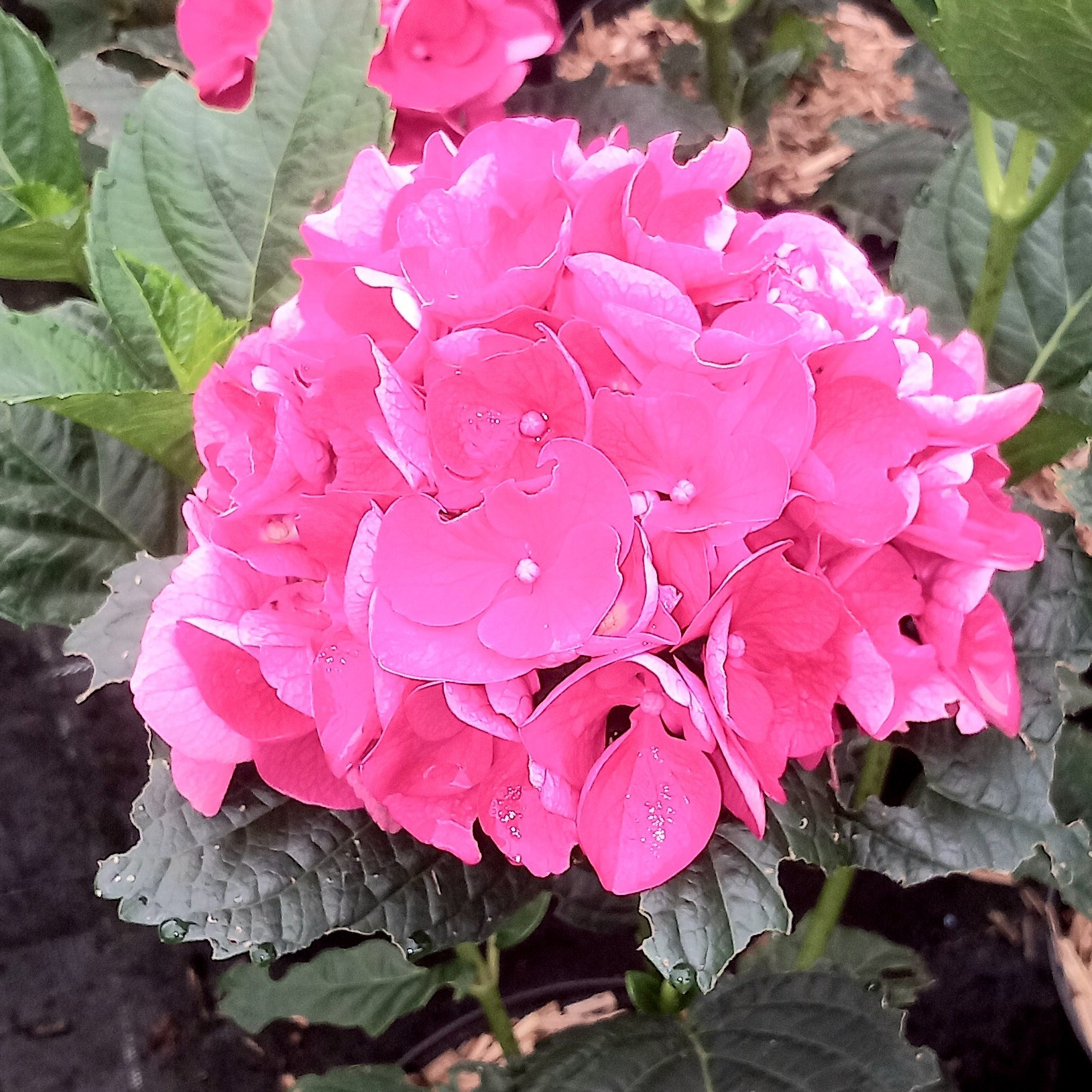 Hortensia Leuchtfeuer Pepiniere de l Airial