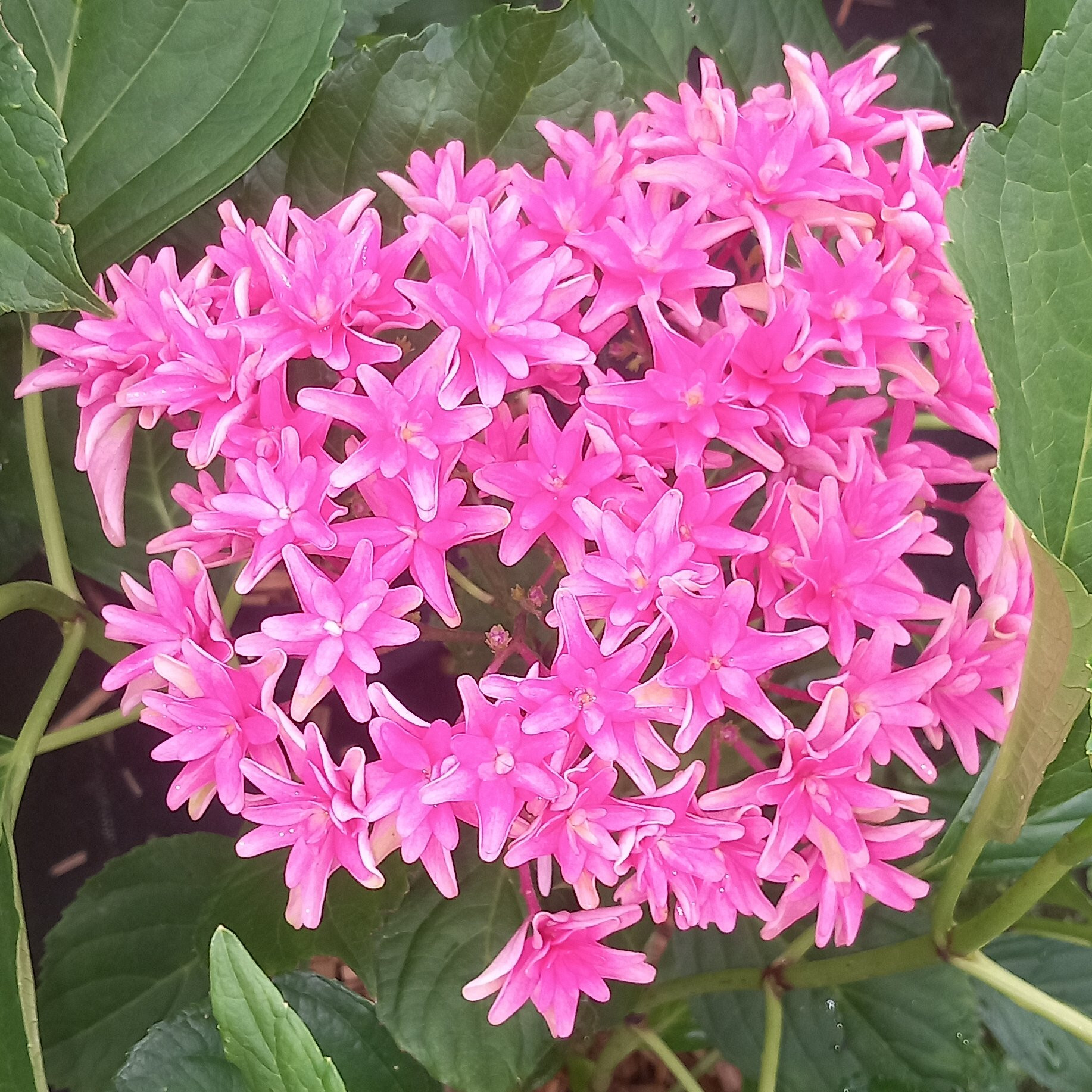 Hortensia Princess Diana Pepiniere de l Airial