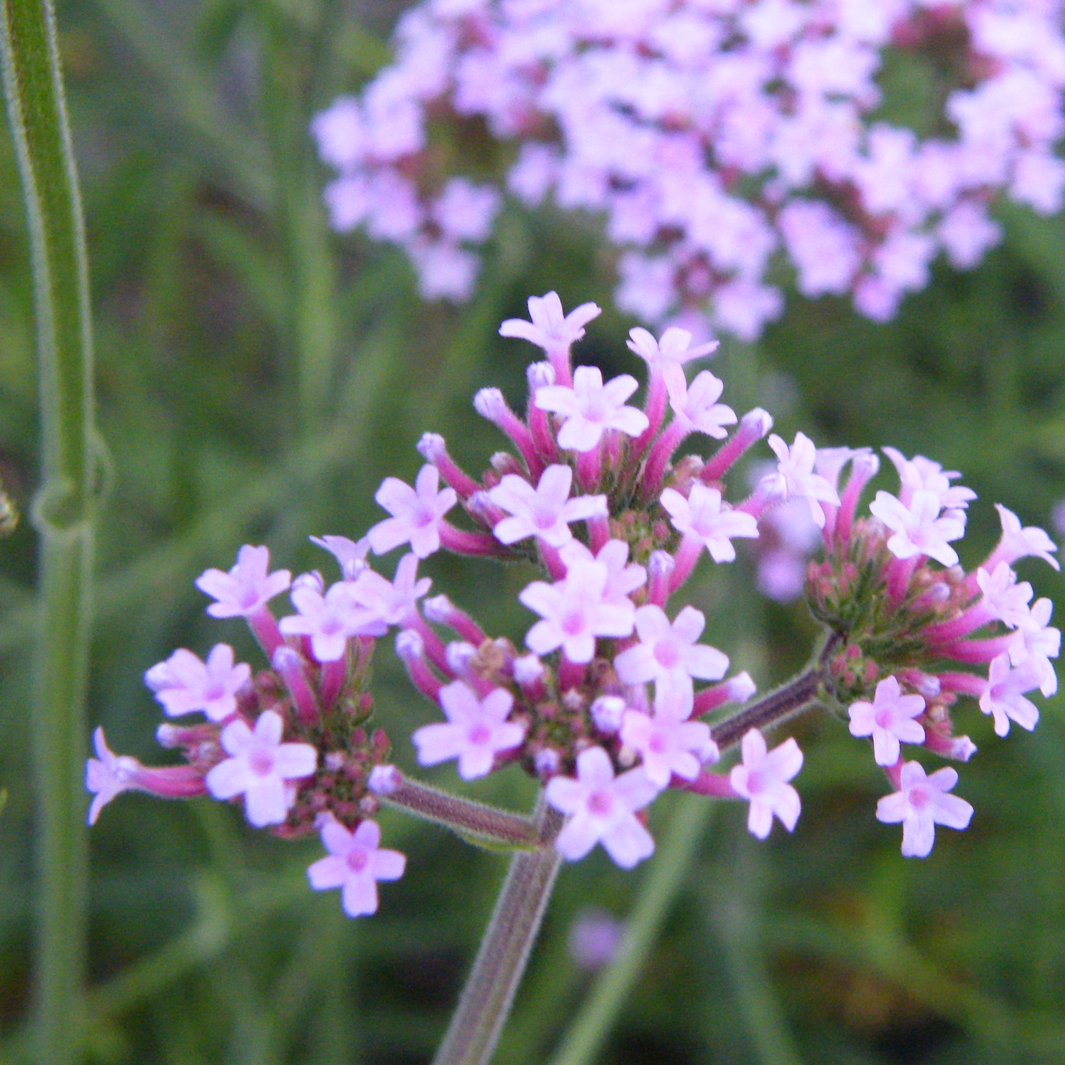 Verveine de Buenos Aires Vivaces Pepiniere de l Airial