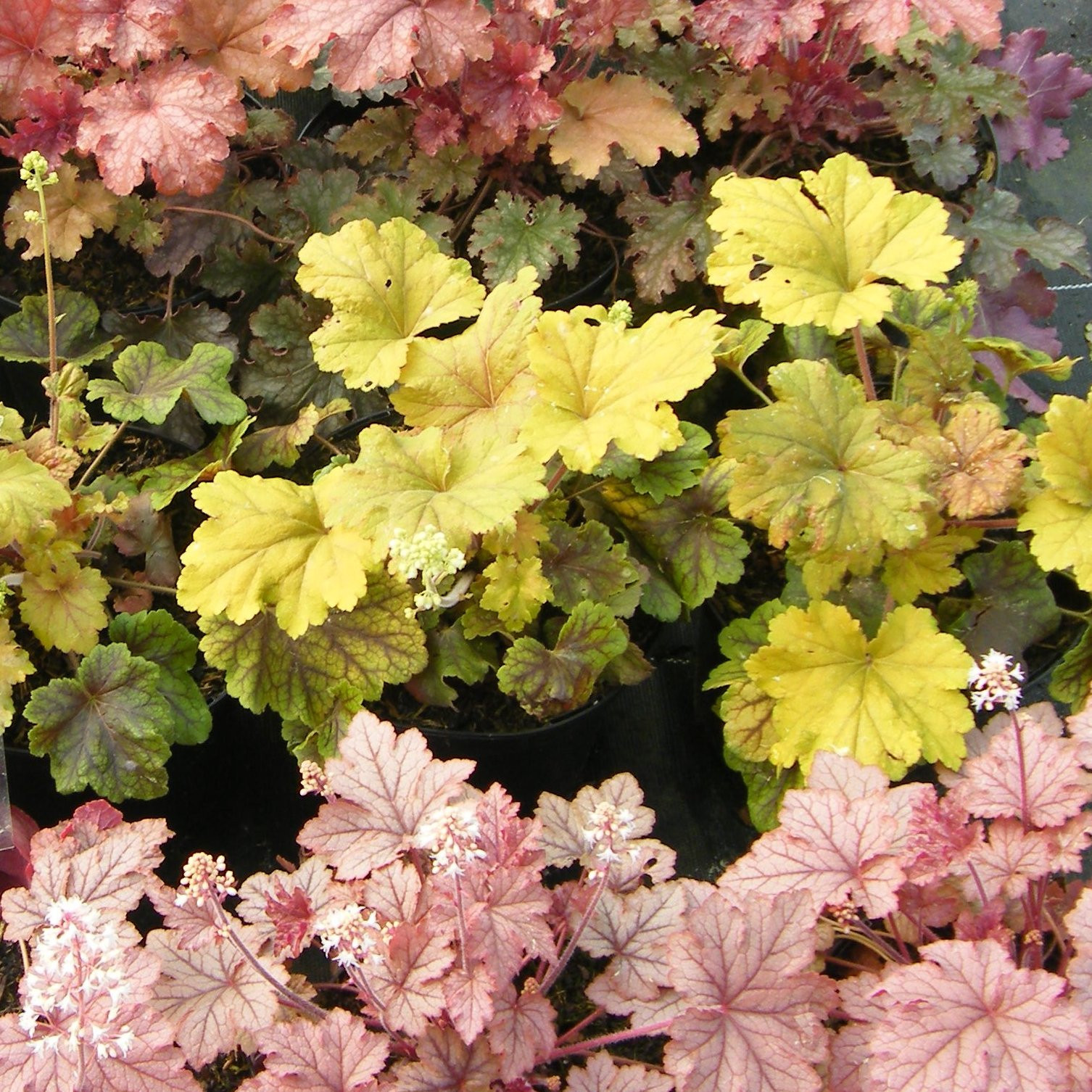 Heuchere Sanguinea Pepiniere de l Airial