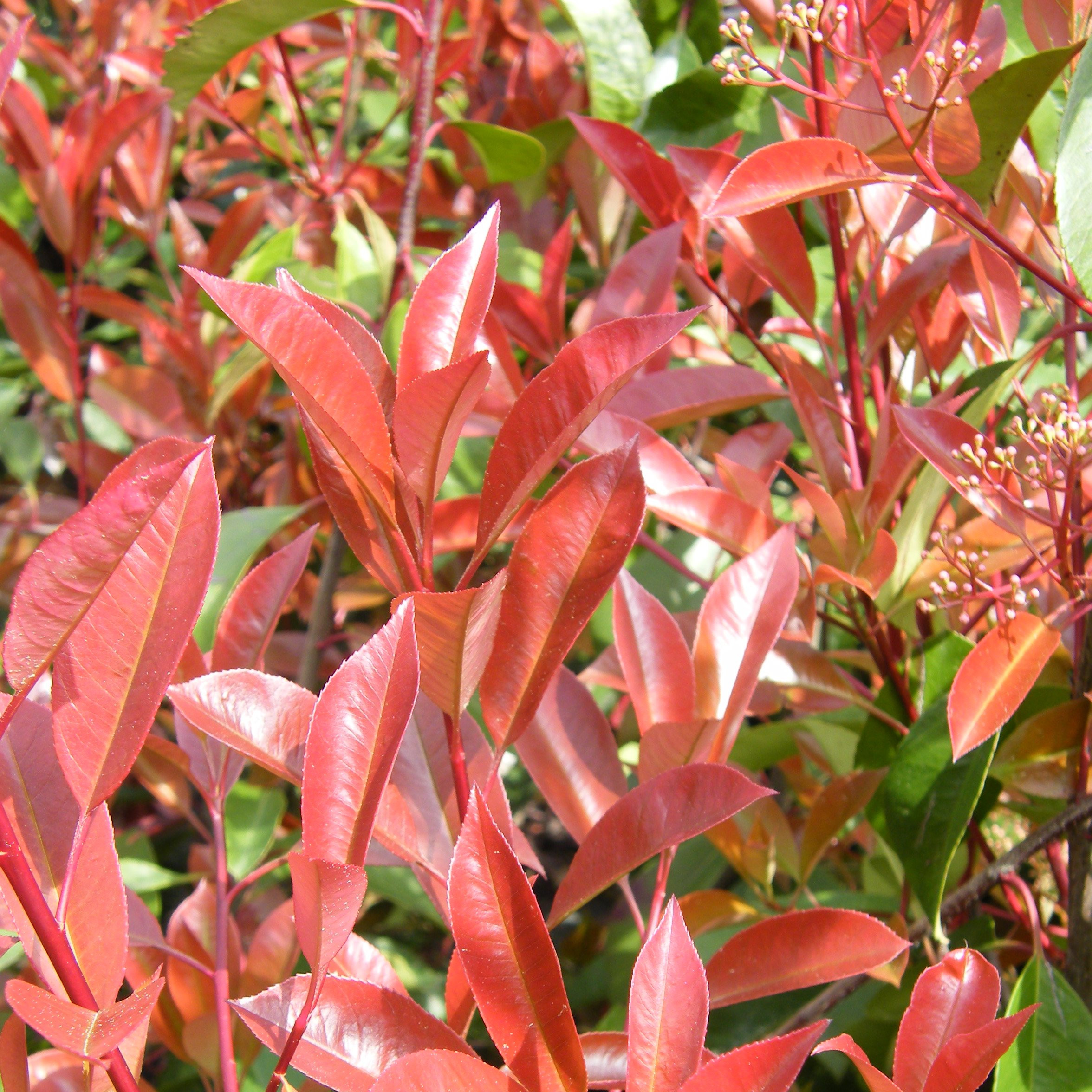 Photinia little red robin Arbustes Pepiniere de l Airial