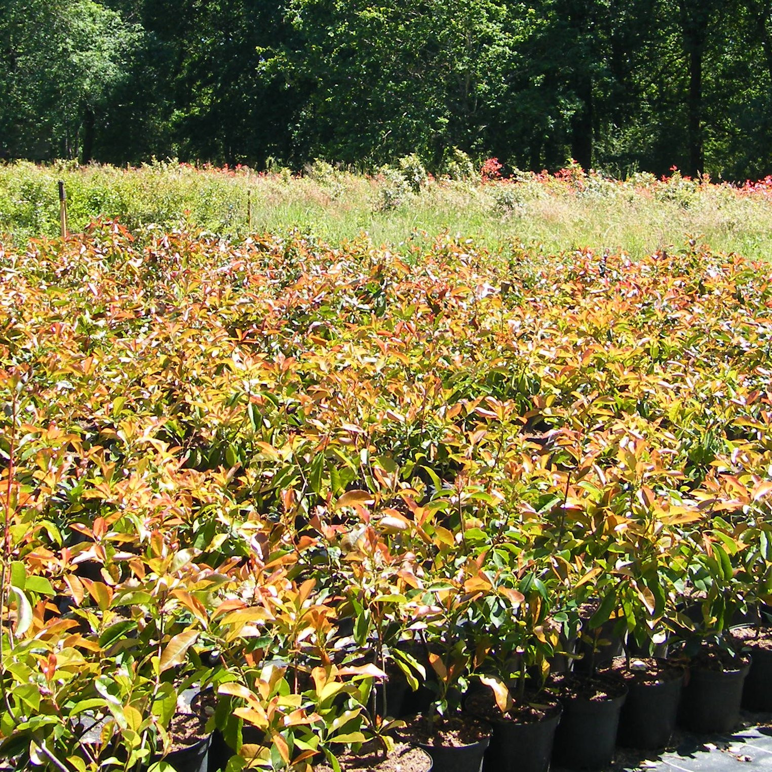 Photinia little red robin Arbustes Pepiniere de l Airial