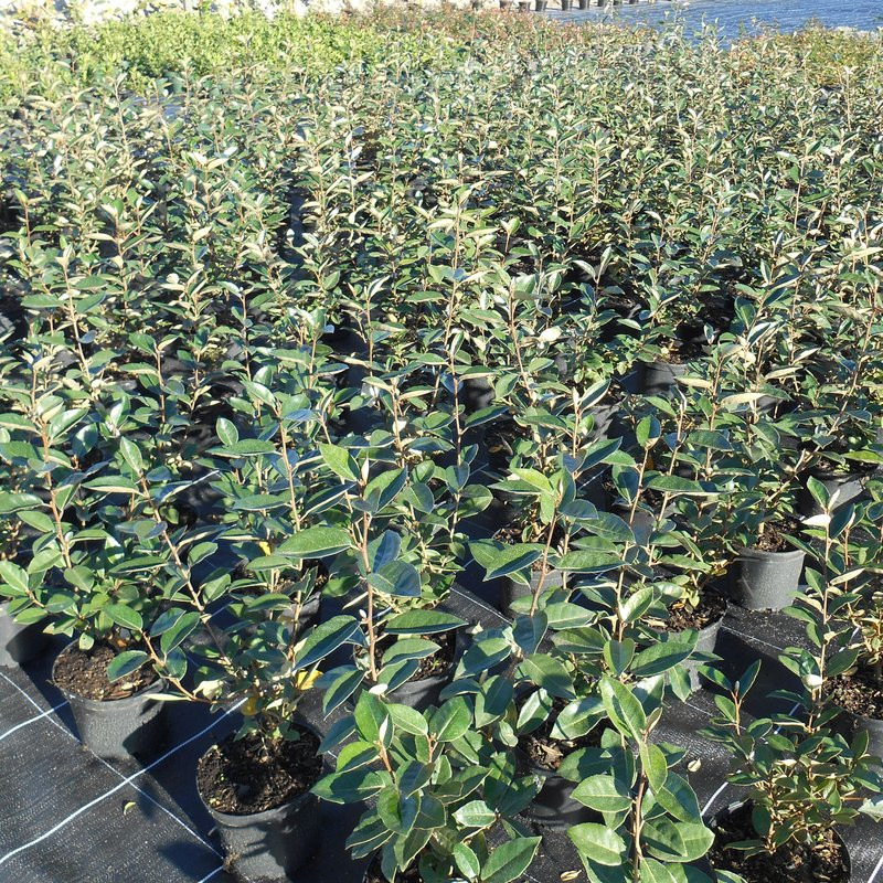 Elaeagnus Ebbingei – Pépinière de l’Airial (Landes)