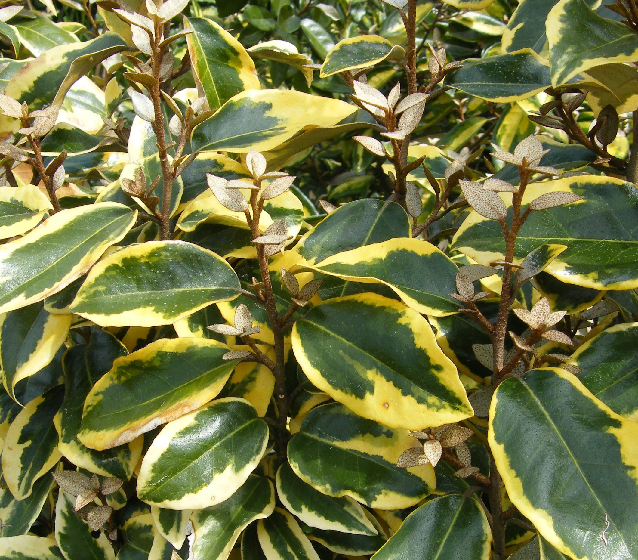 Elaeagnus Limelight – Pépinière de l’Airial (Landes)