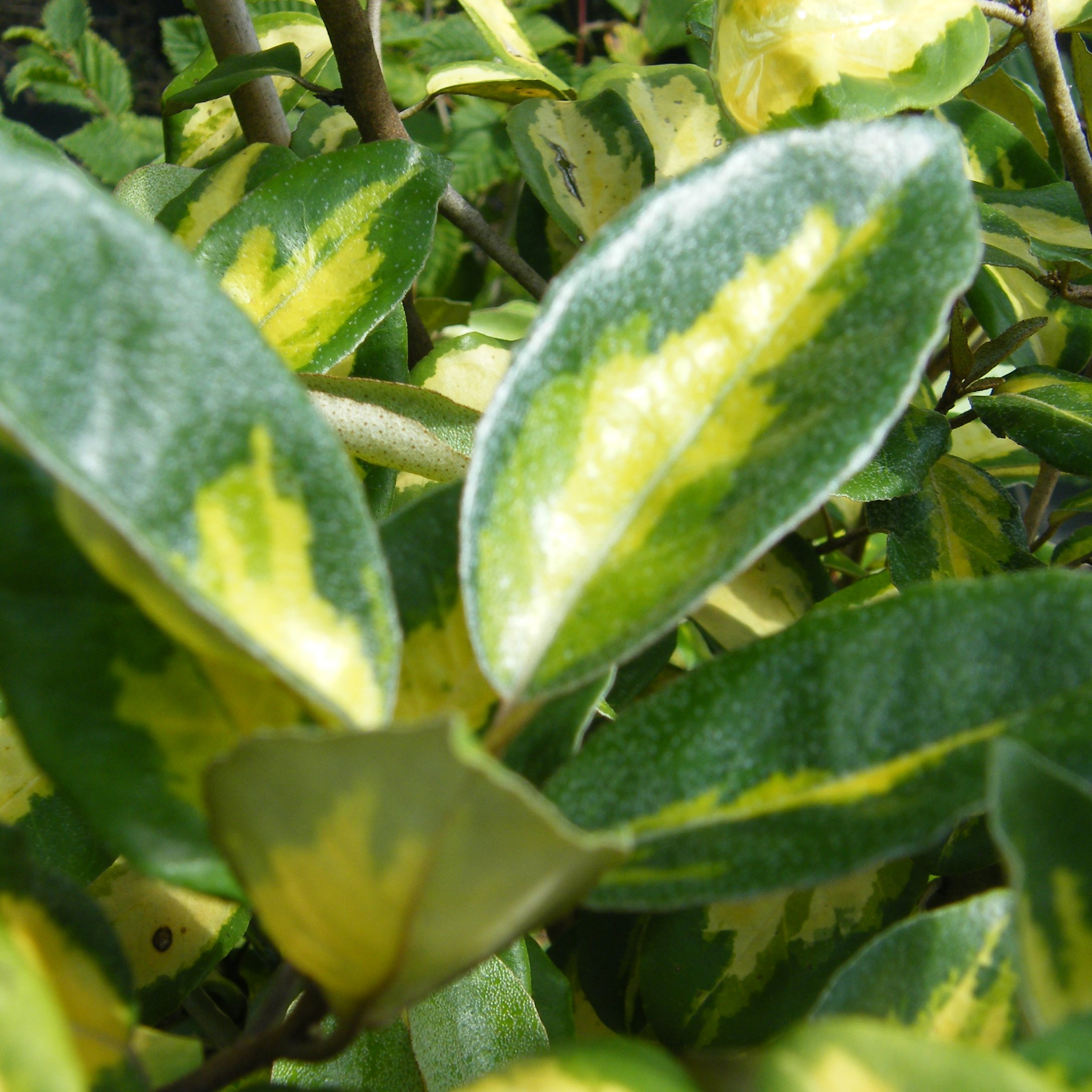 Elaeagnus Limelight – Pépinière de l’Airial (Landes)
