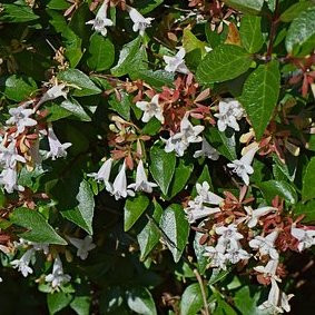 Abelia Grandiflora – Pépinière de l’Airial (Landes)