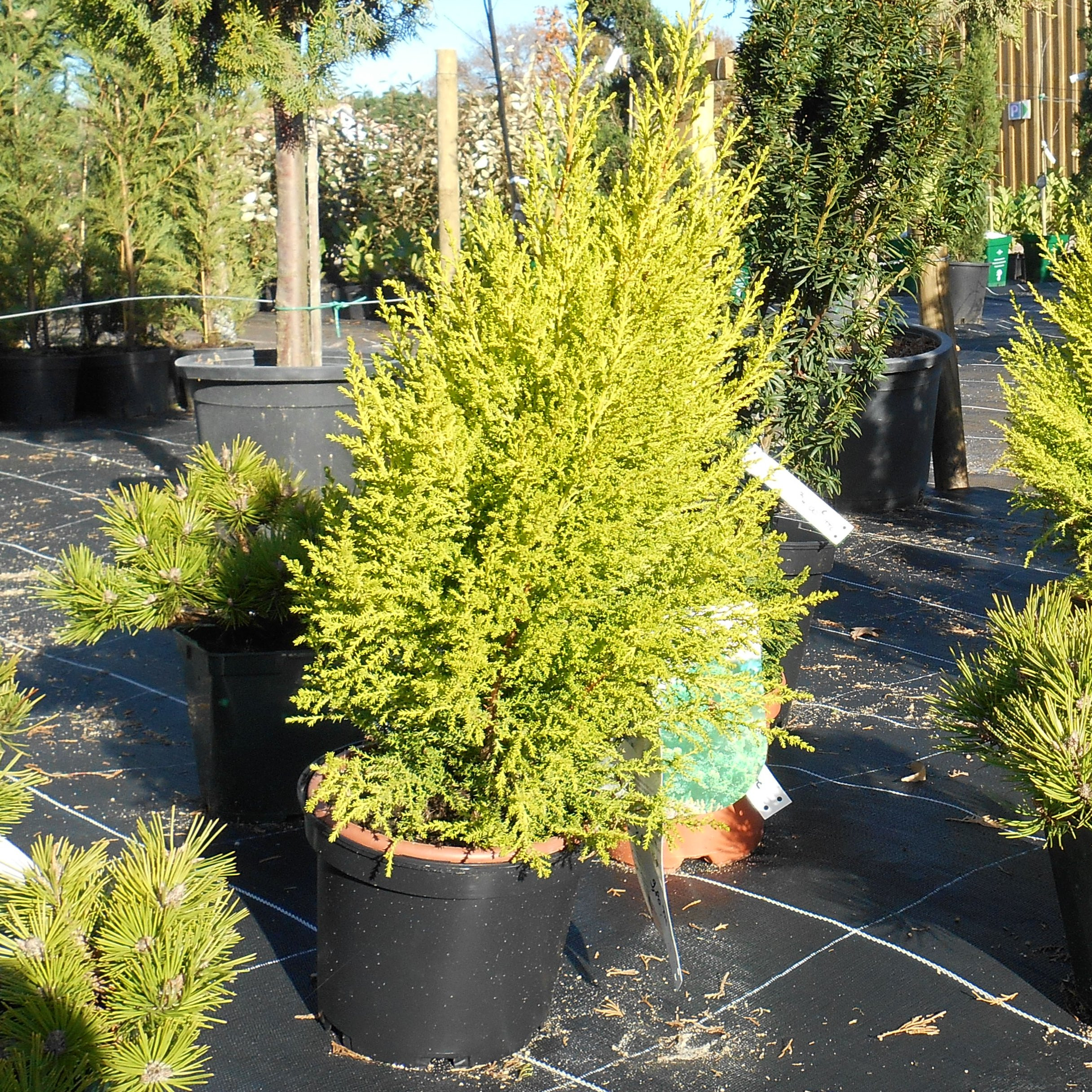 Thuya Aurea Nana Coniferes Pepiniere de l Airial