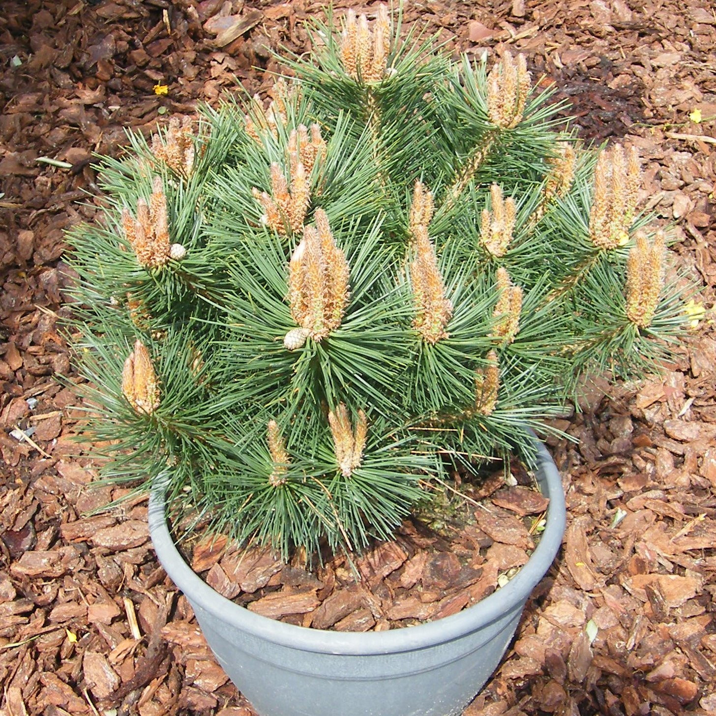 Pinus Collection Marie Bregon Coniferes Pepiniere de l Airial