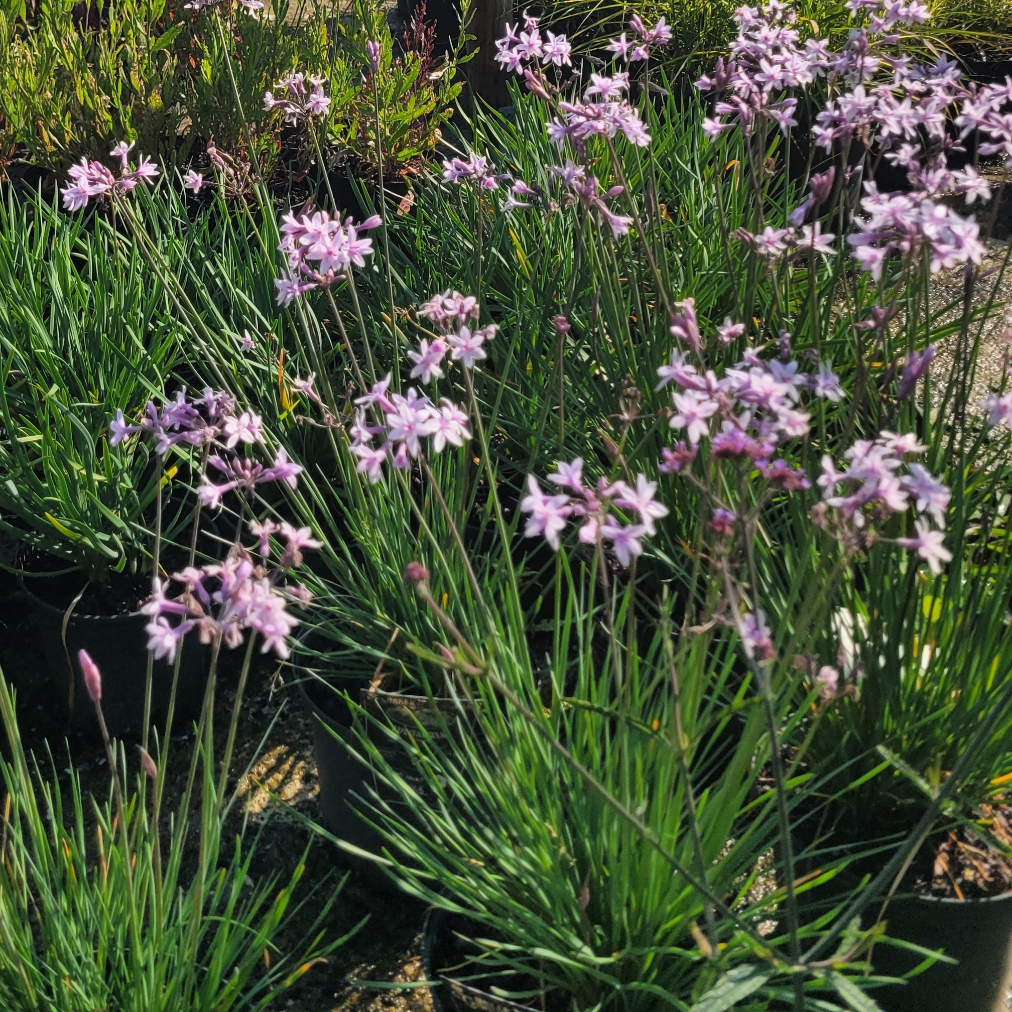 Tulbaghia Vivaces Pepiniere de l Airial