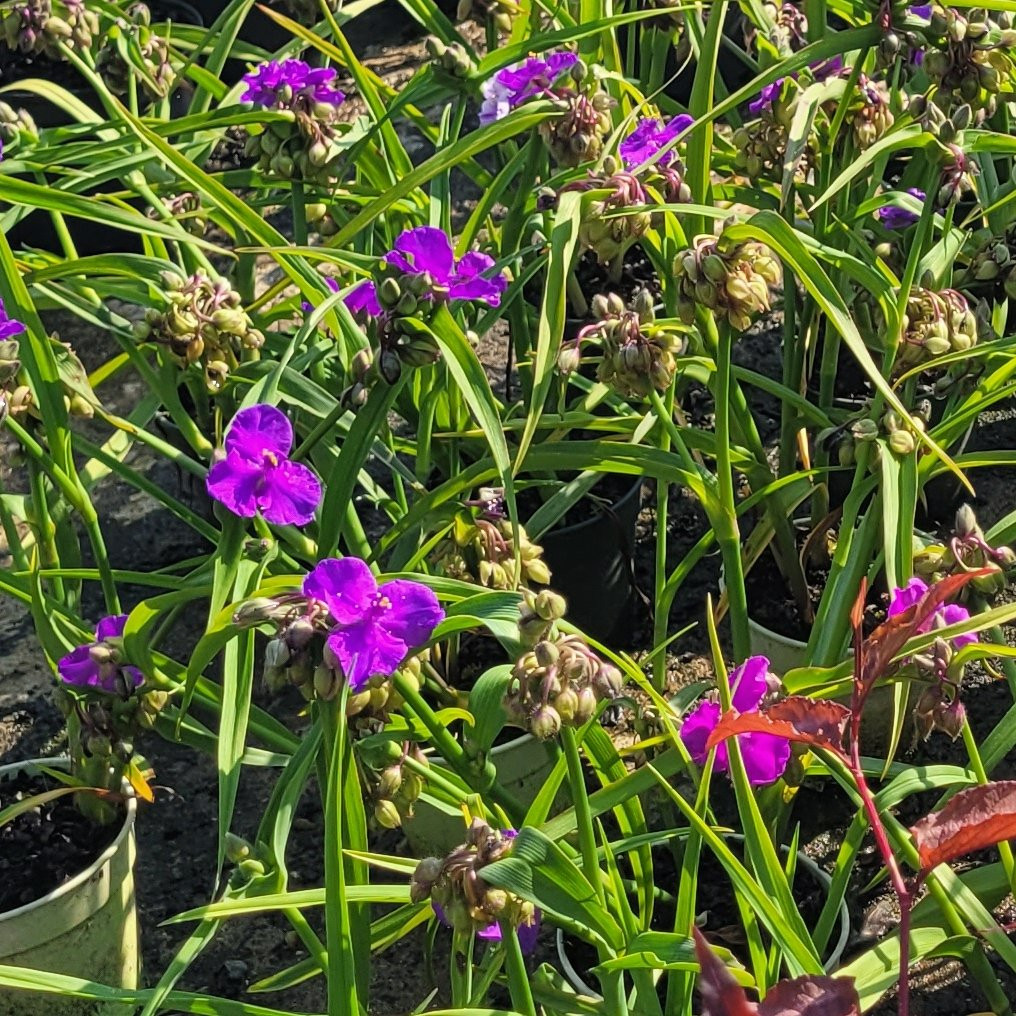 Tradescantia Vivaces Pepiniere de l Airial