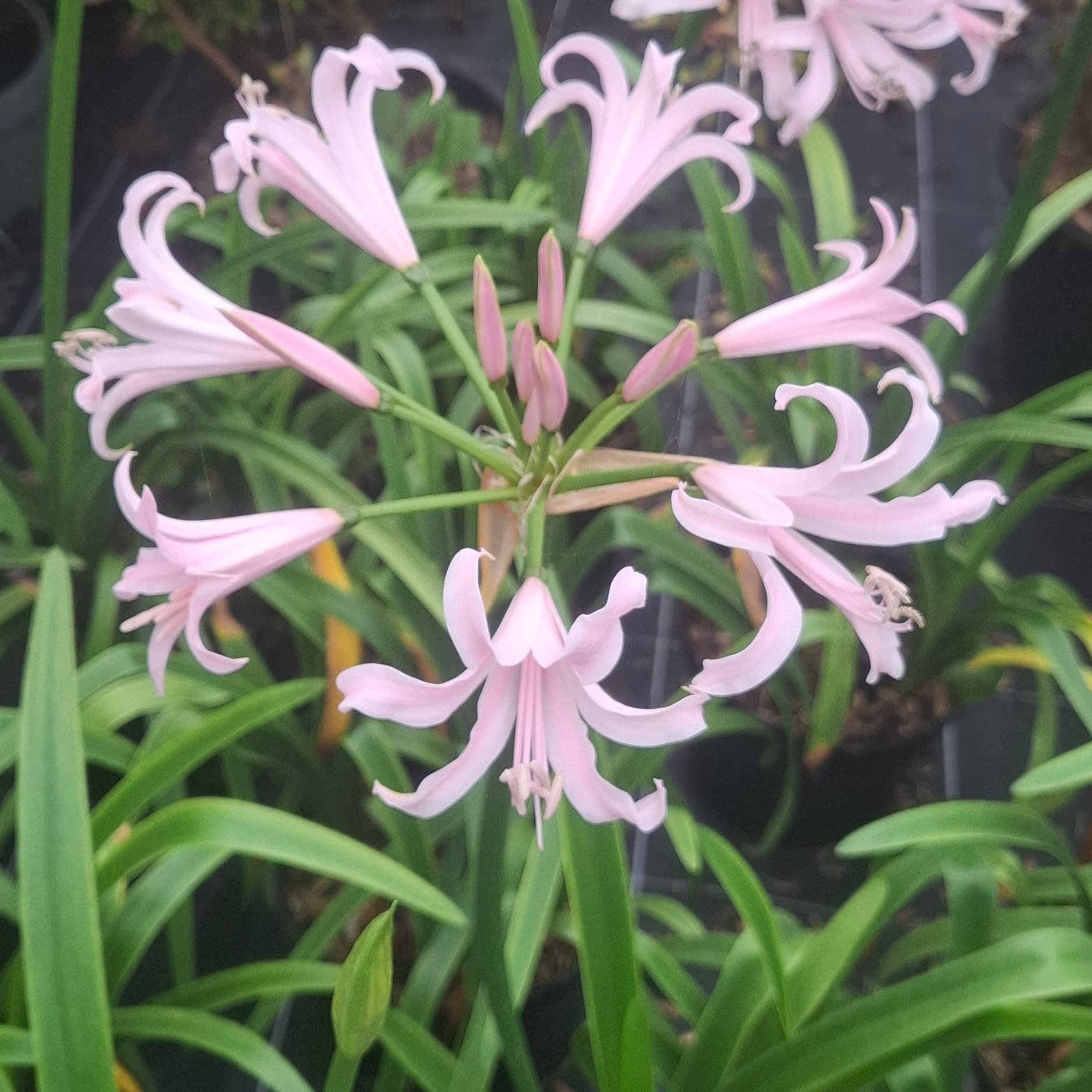 Amarine Vivaces Pepiniere de l Airial