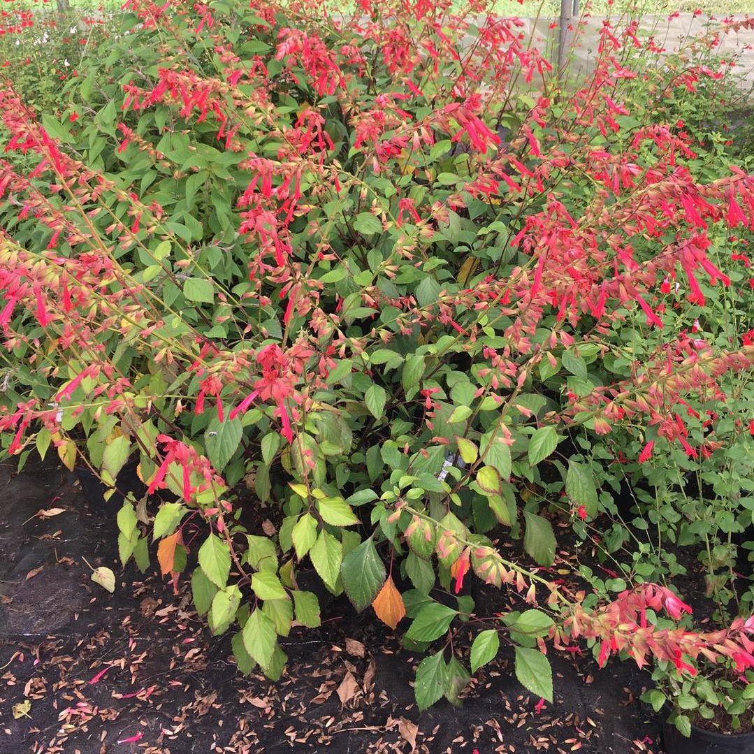 Sauge Ananas Vivaces Pepiniere de l Airial