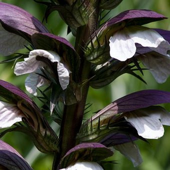 Acanthe mollis Vivaces Pepiniere de l Airial