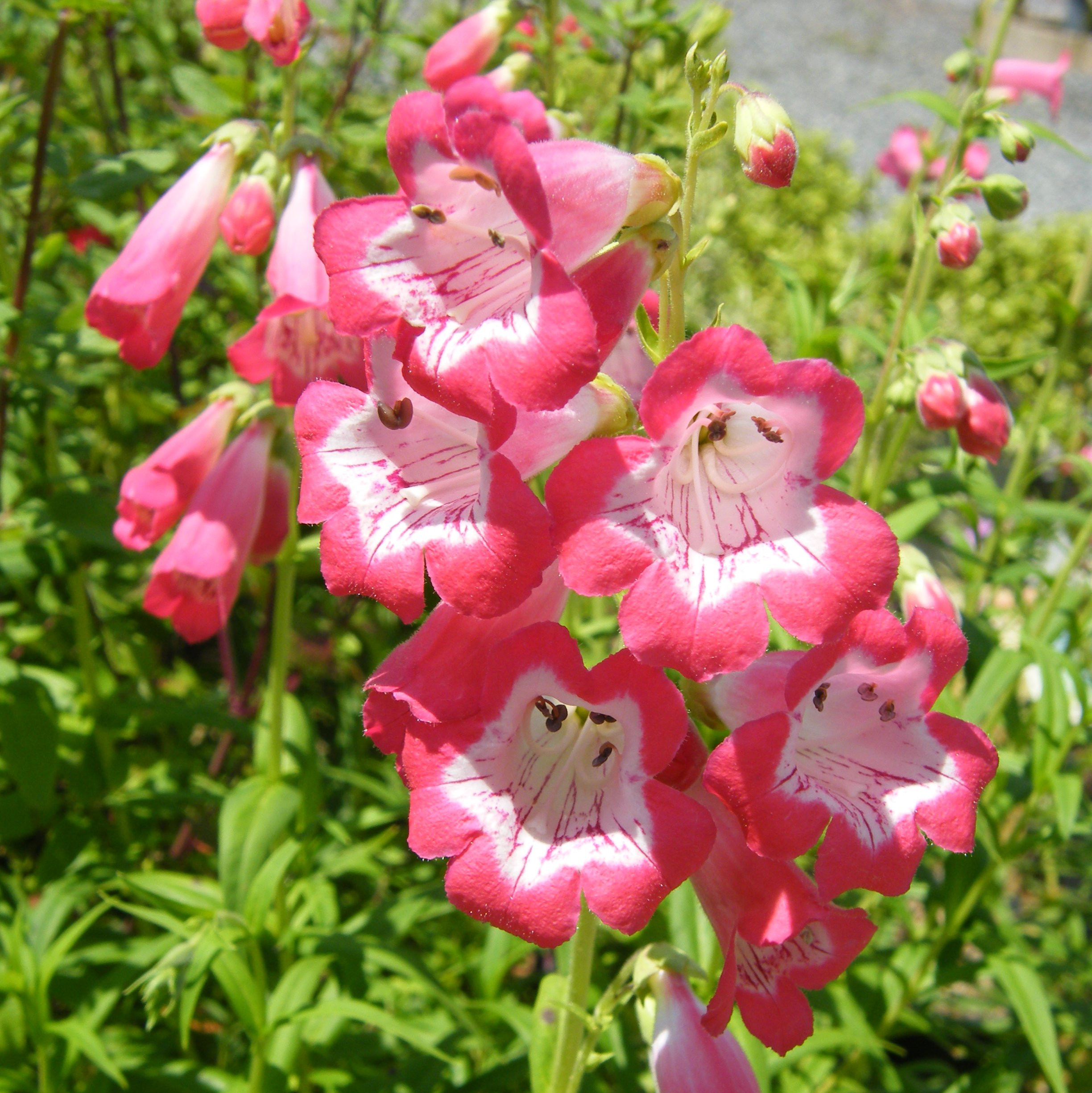 Penstemon Vivaces Pepiniere de l Airial