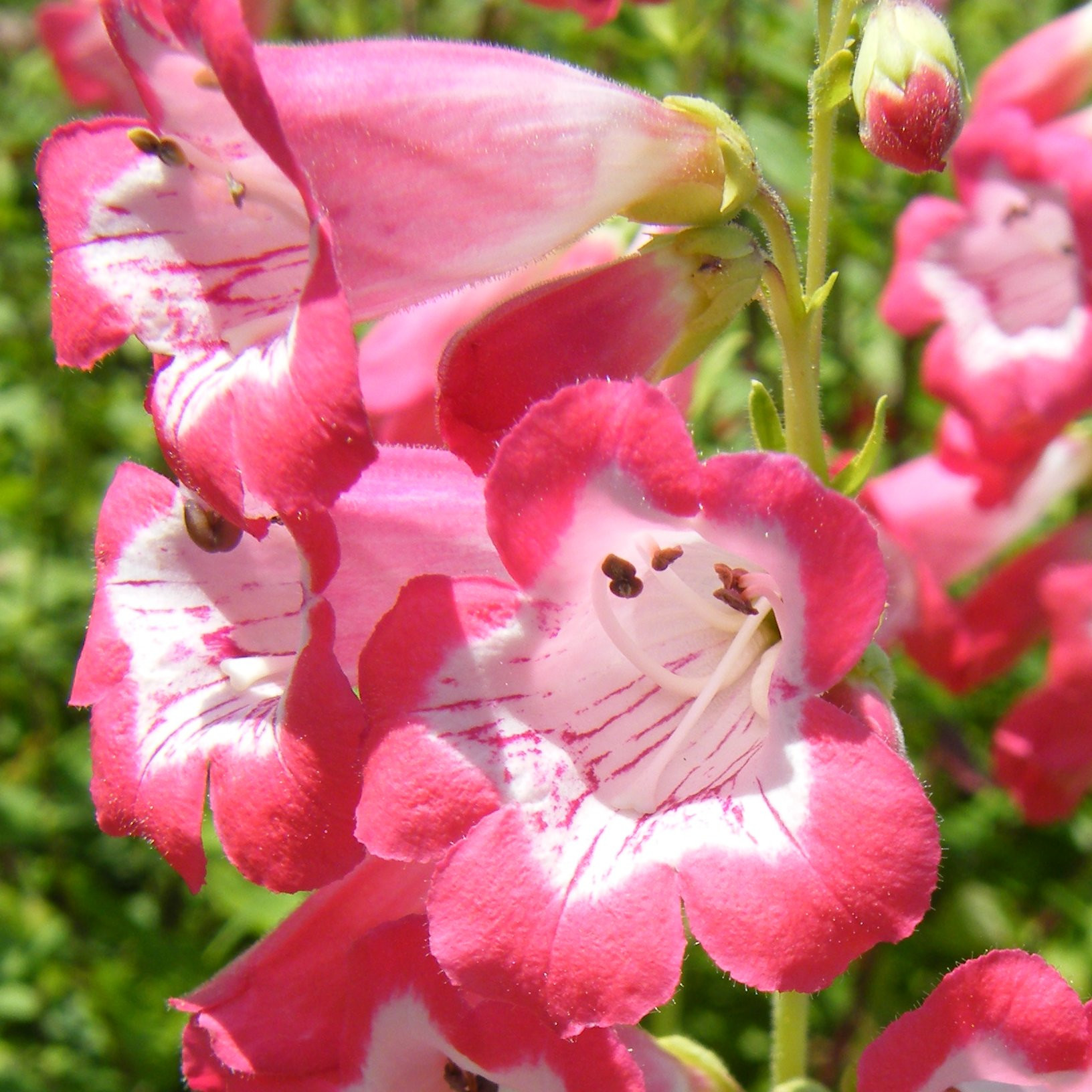 Penstemon Vivaces Pepiniere de l Airial