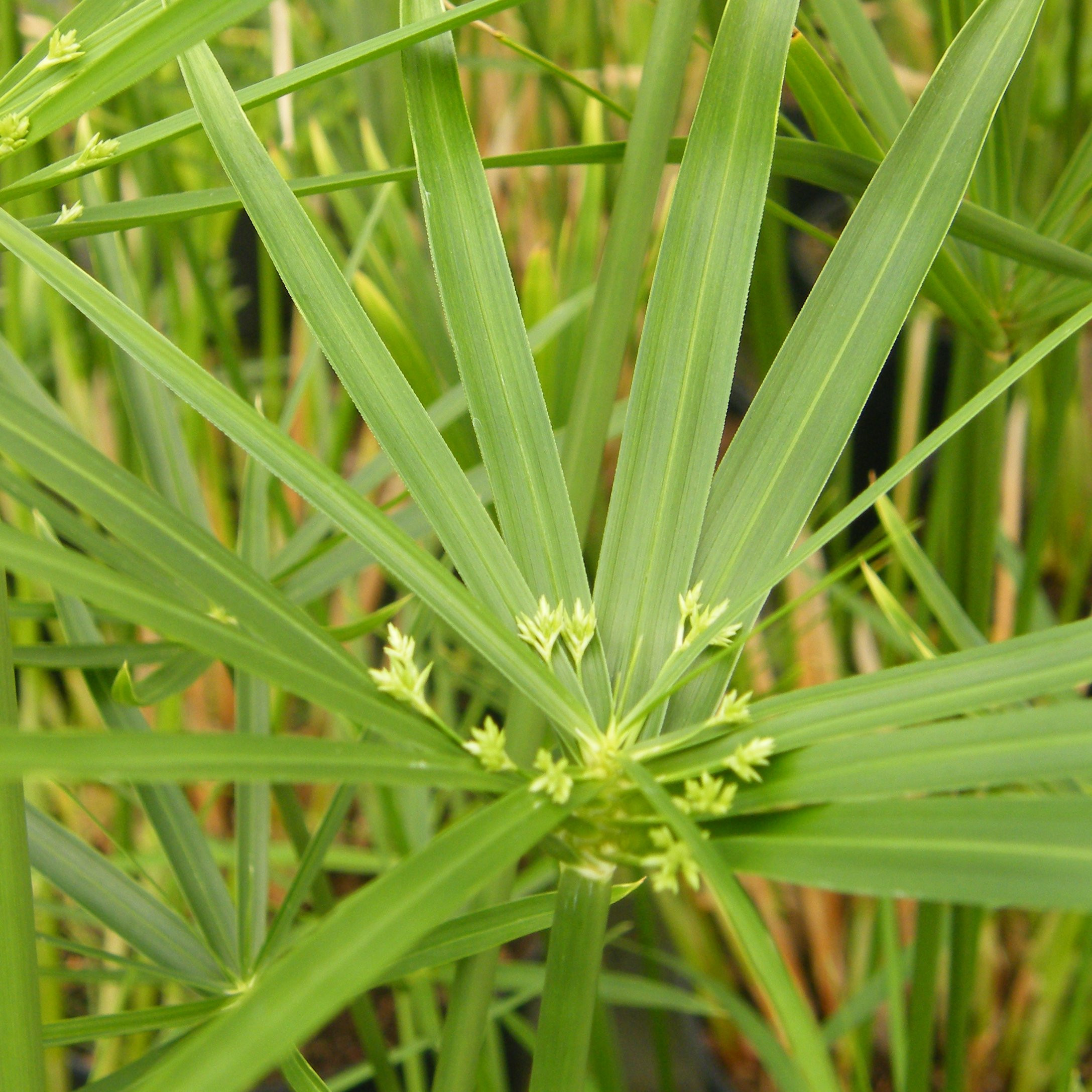 Papyrus Vivaces Pepiniere de l Airial