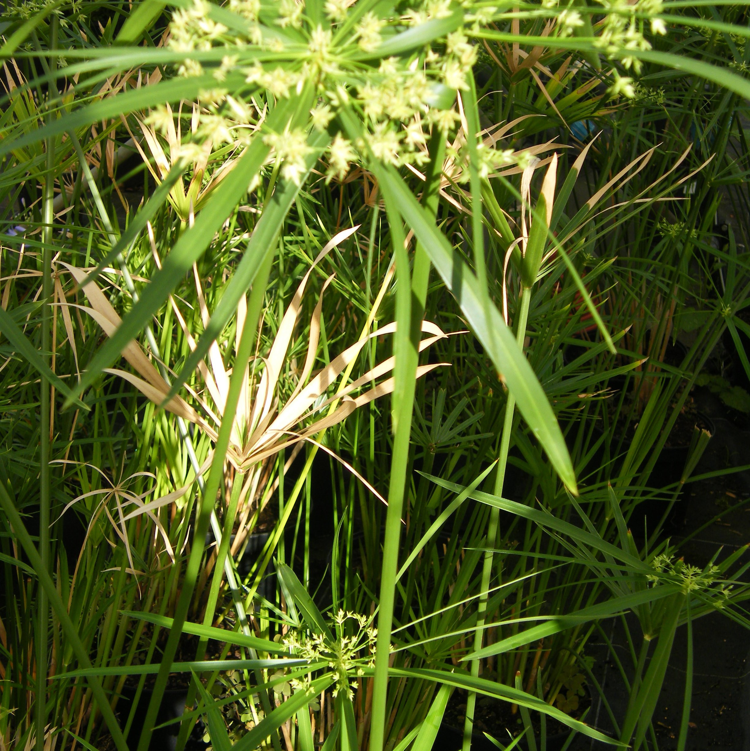 Papyrus Vivaces Pepiniere de l Airial