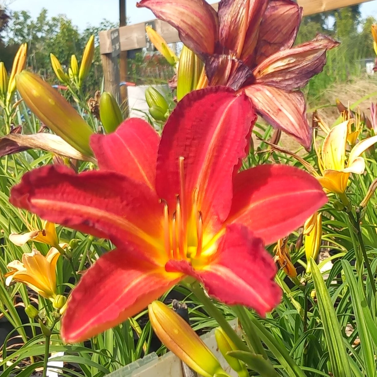 Hemerocalis red rum Vivaces Pepiniere de l Airial