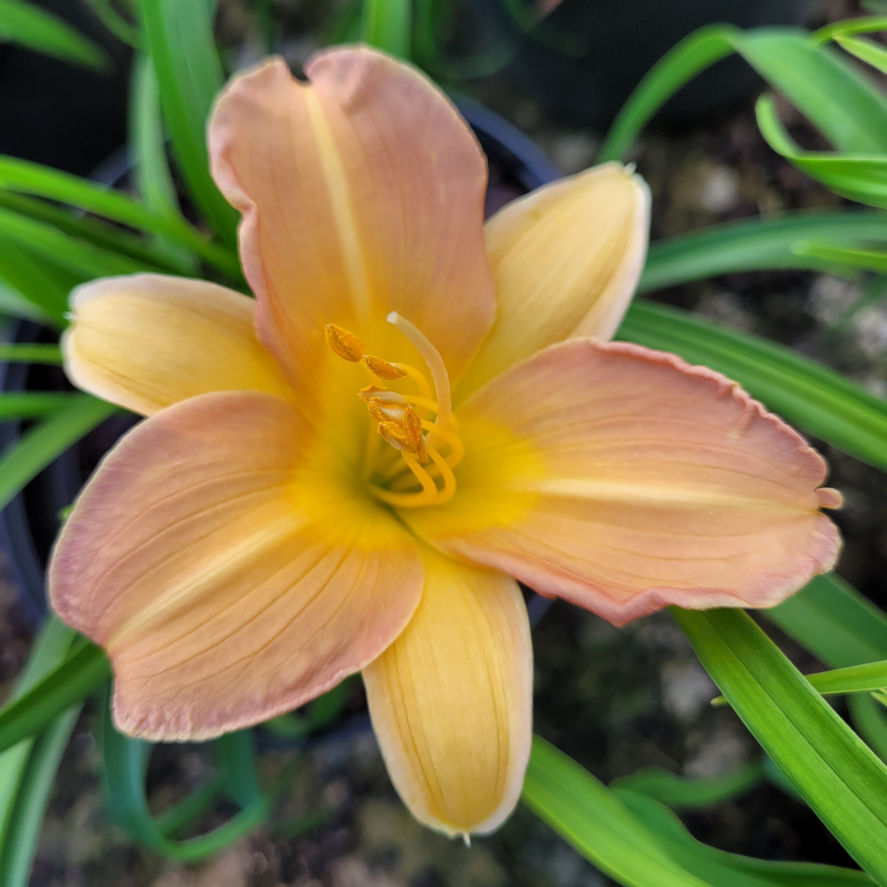 Hemerocalis cream Vivaces Pepiniere de l Airial