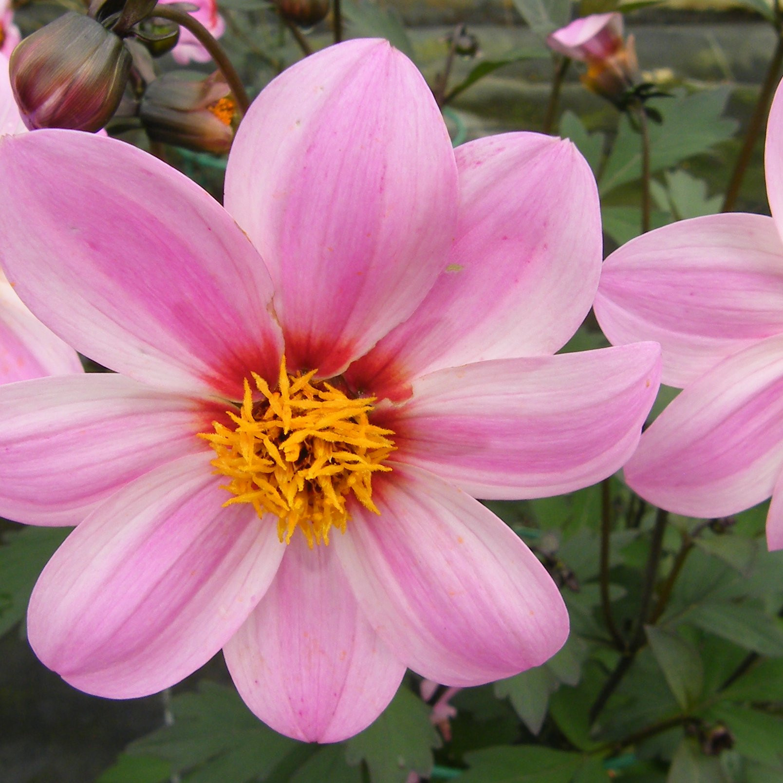 Dahlia Mystic Vivaces Pepiniere de l Airial