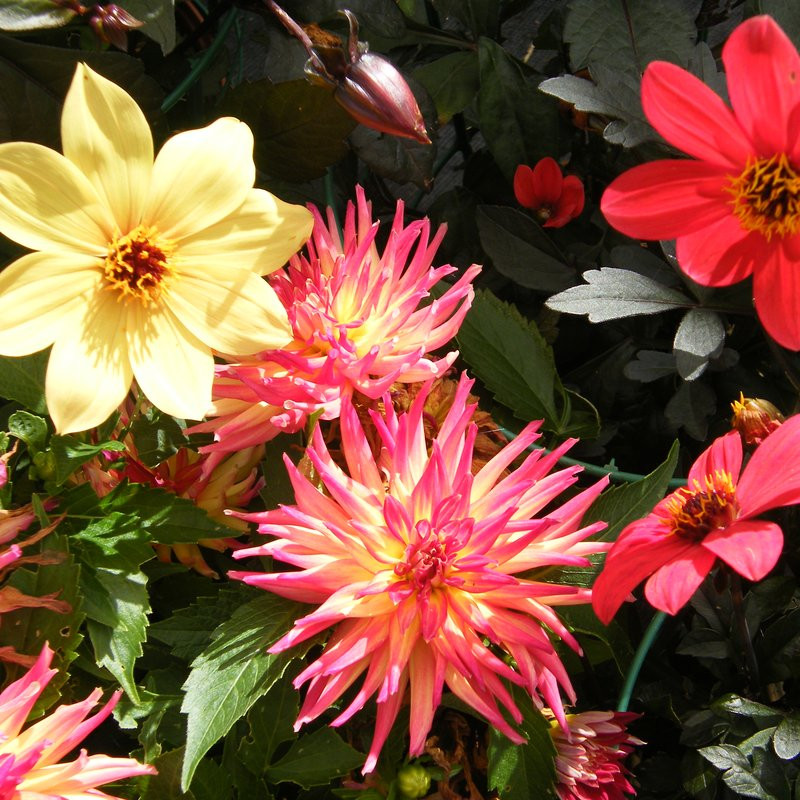 Dahlia Mystic Vivaces Pepiniere de l Airial