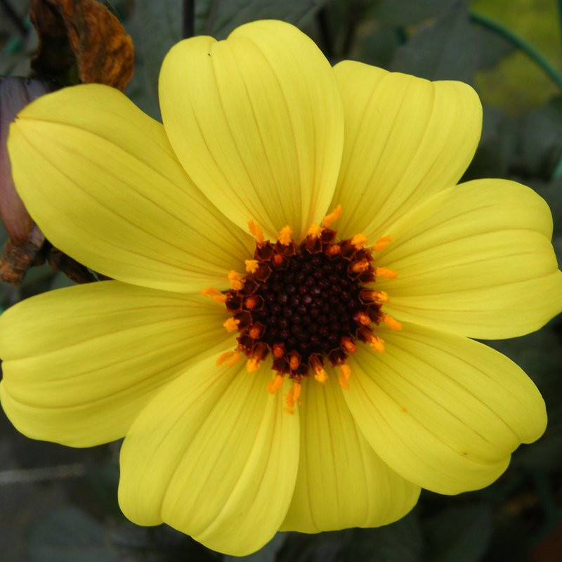 Dahlia Mystic Vivaces Pepiniere de l Airial