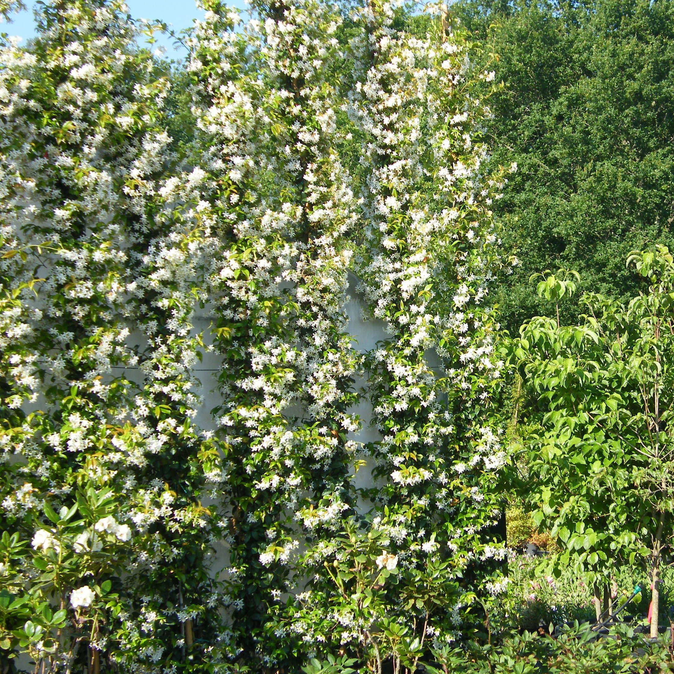 Trachelospermum jasminoides Plantes grimpantes Pepiniere de l Airial