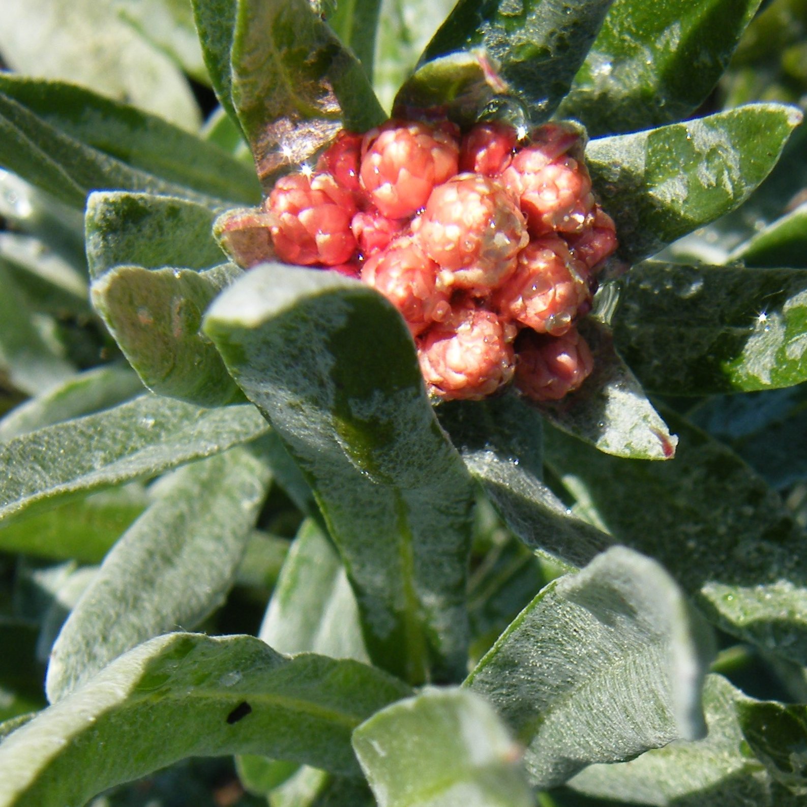 Helichrysum Vivaces Pepiniere de l Airial