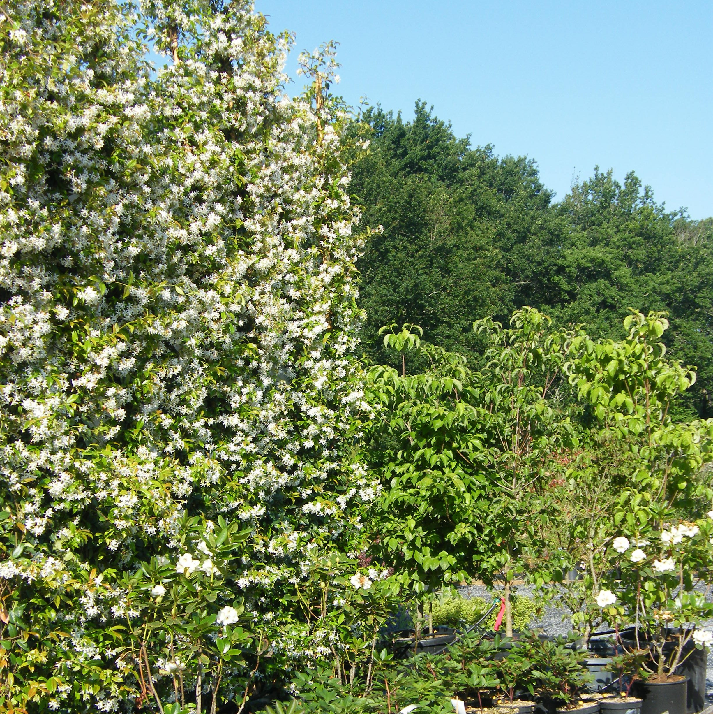 Trachelospermum jasminoides Plantes grimpantes Pepiniere de l Airial
