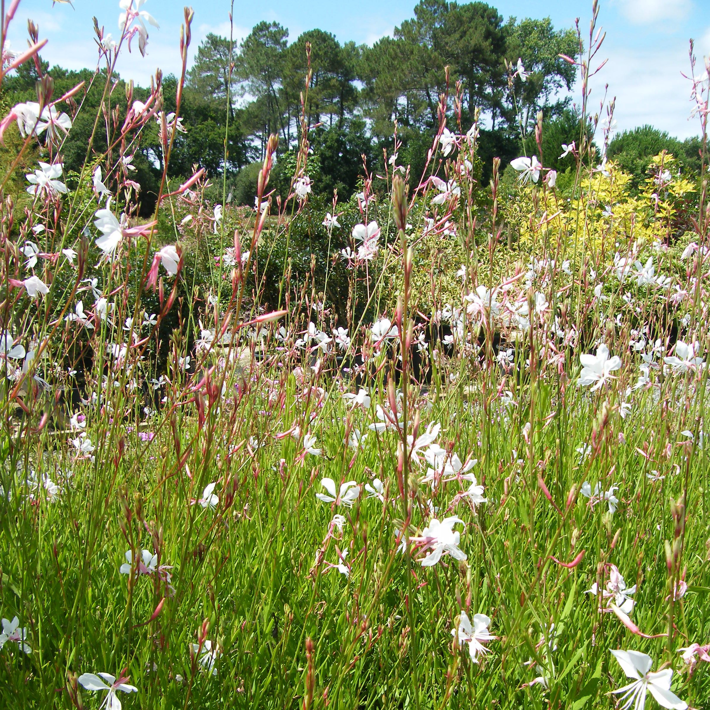 Gaura Lindhemeri Vivaces Pepiniere de l Airial
